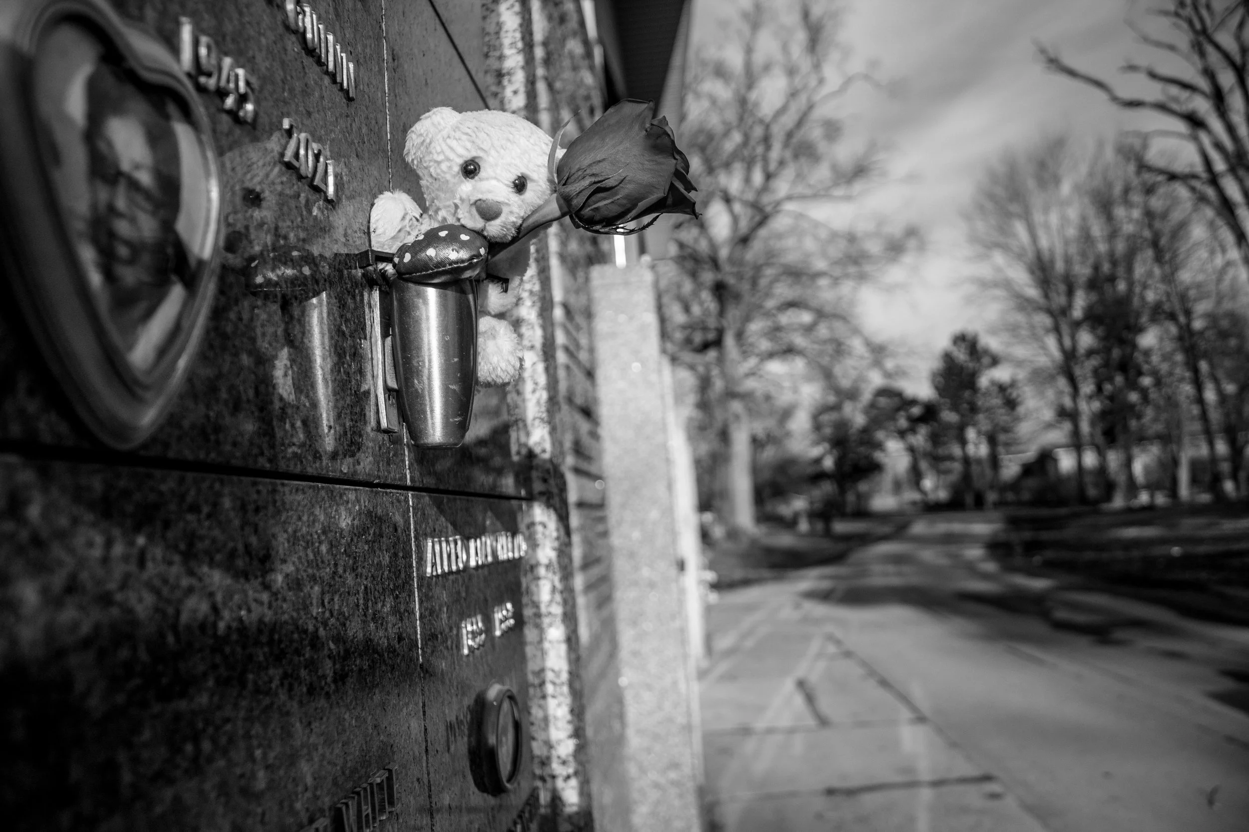 Bear 2025
