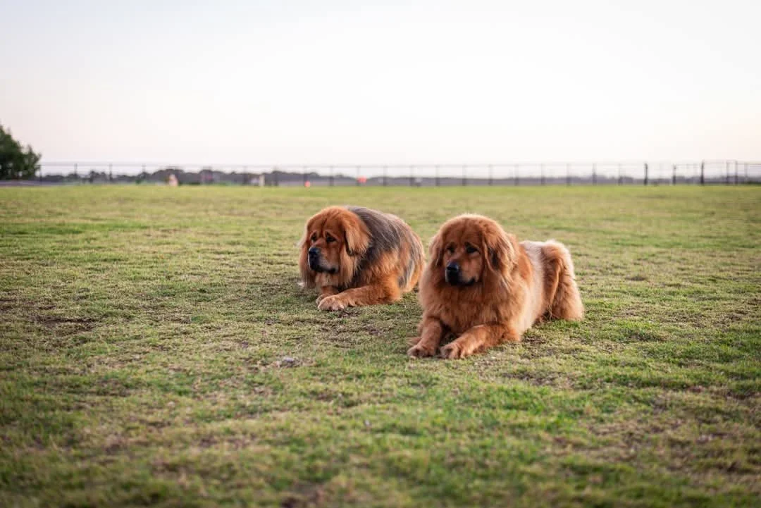 Dog Training Leads to Egotism and Narcissism