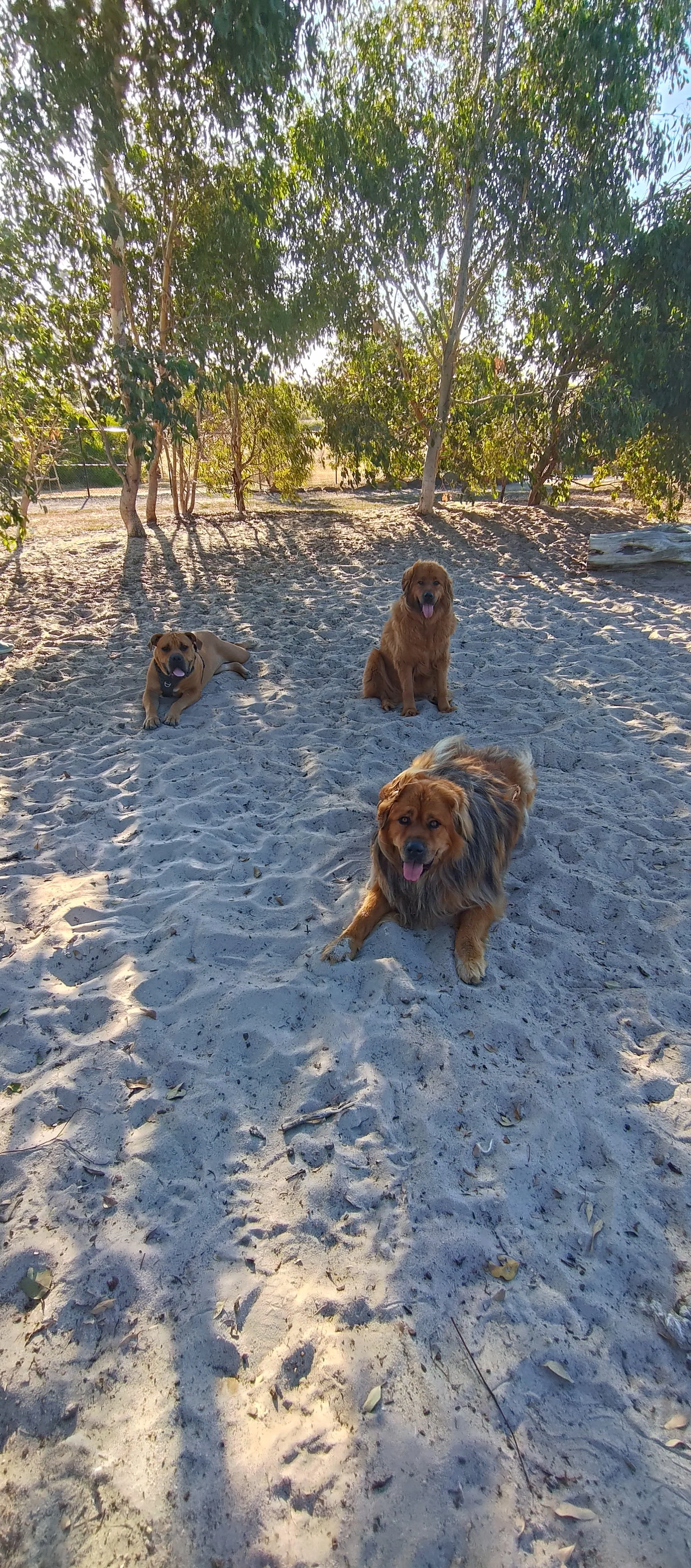 Dogs Squabble. It Happens. People Make it Worse.