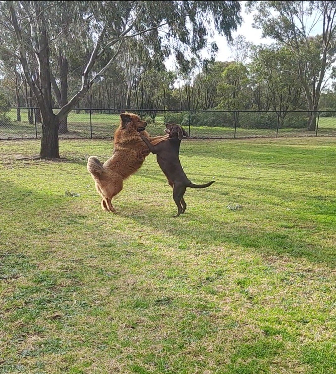 Who Redefined Operant Conditioning into the Quadrants of Dog Training?