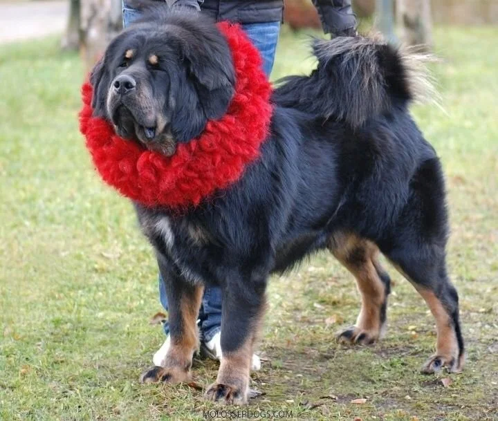 The Dog; Man’s Best Friend, or, Demi-God?