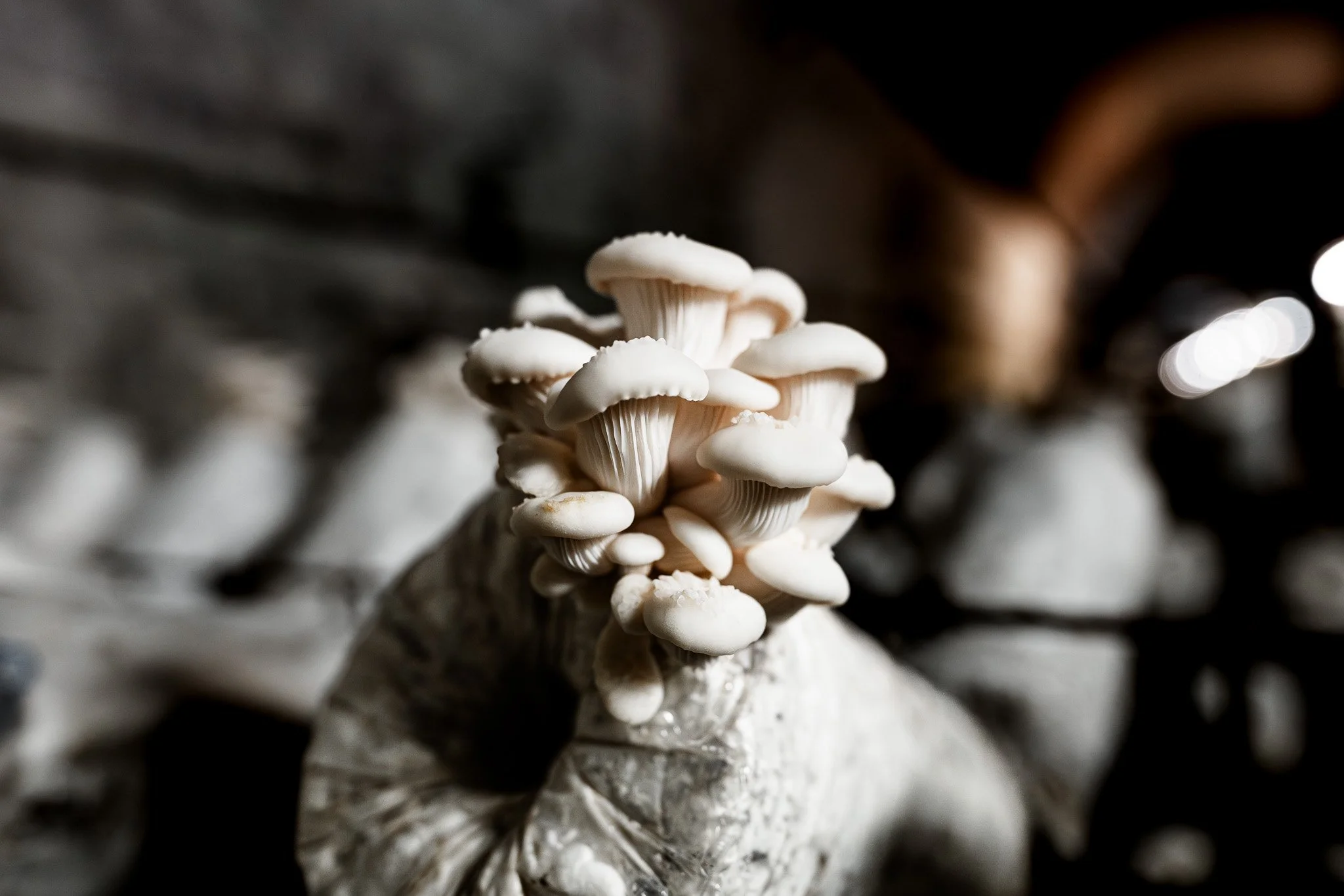 _A748922-Enhanced-NR.jpg
