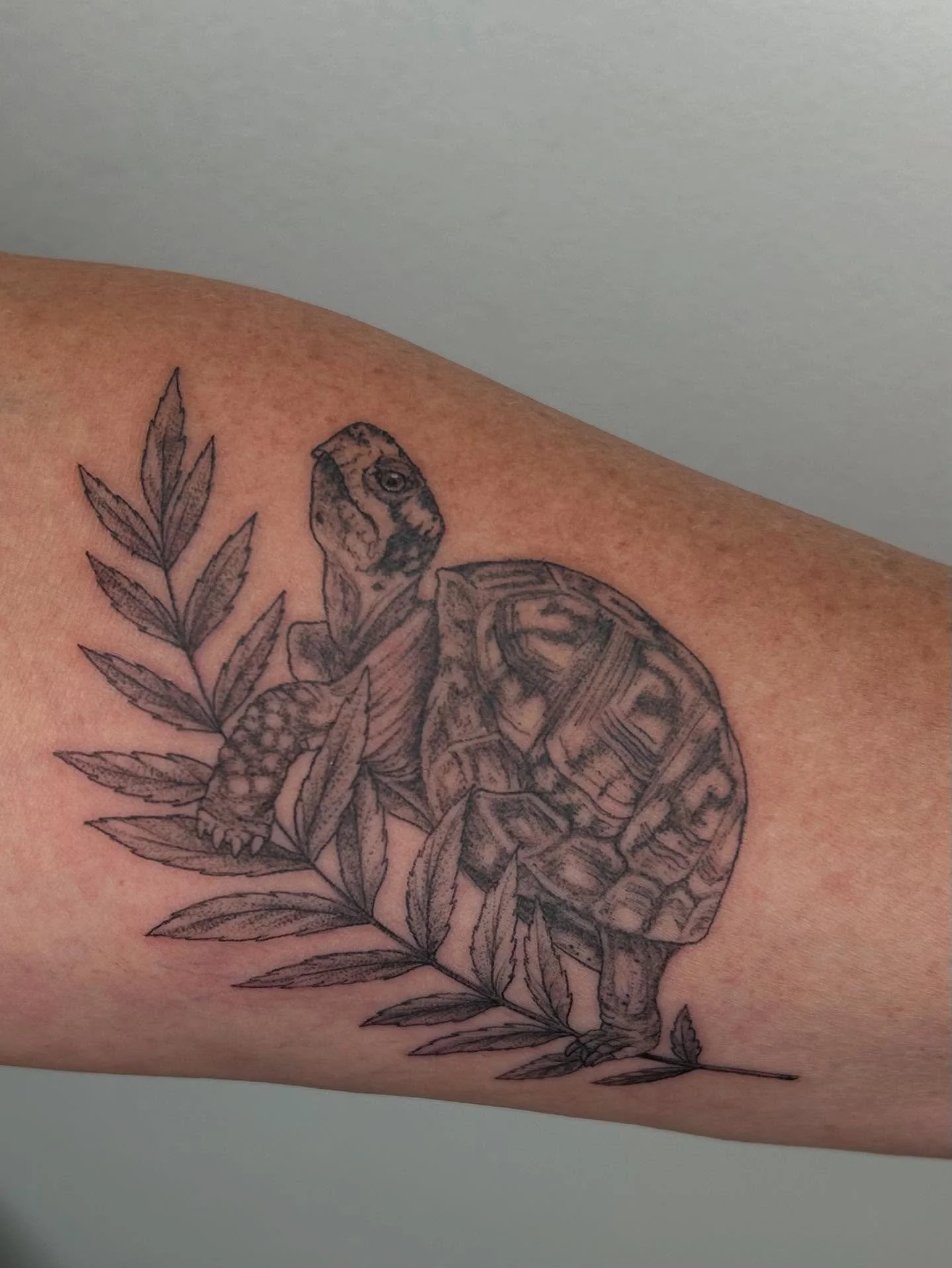 🤩 So excited for my new tattoo from 
@serahsubmarine at @lucky24tattoo!

I&rsquo;ve love being a wildlife rehabilitation volunteer, and I adopted my eastern box turtle &ldquo;Shell&rdquo; from the awesome folks at @turtlerescueofthehamptons many yea