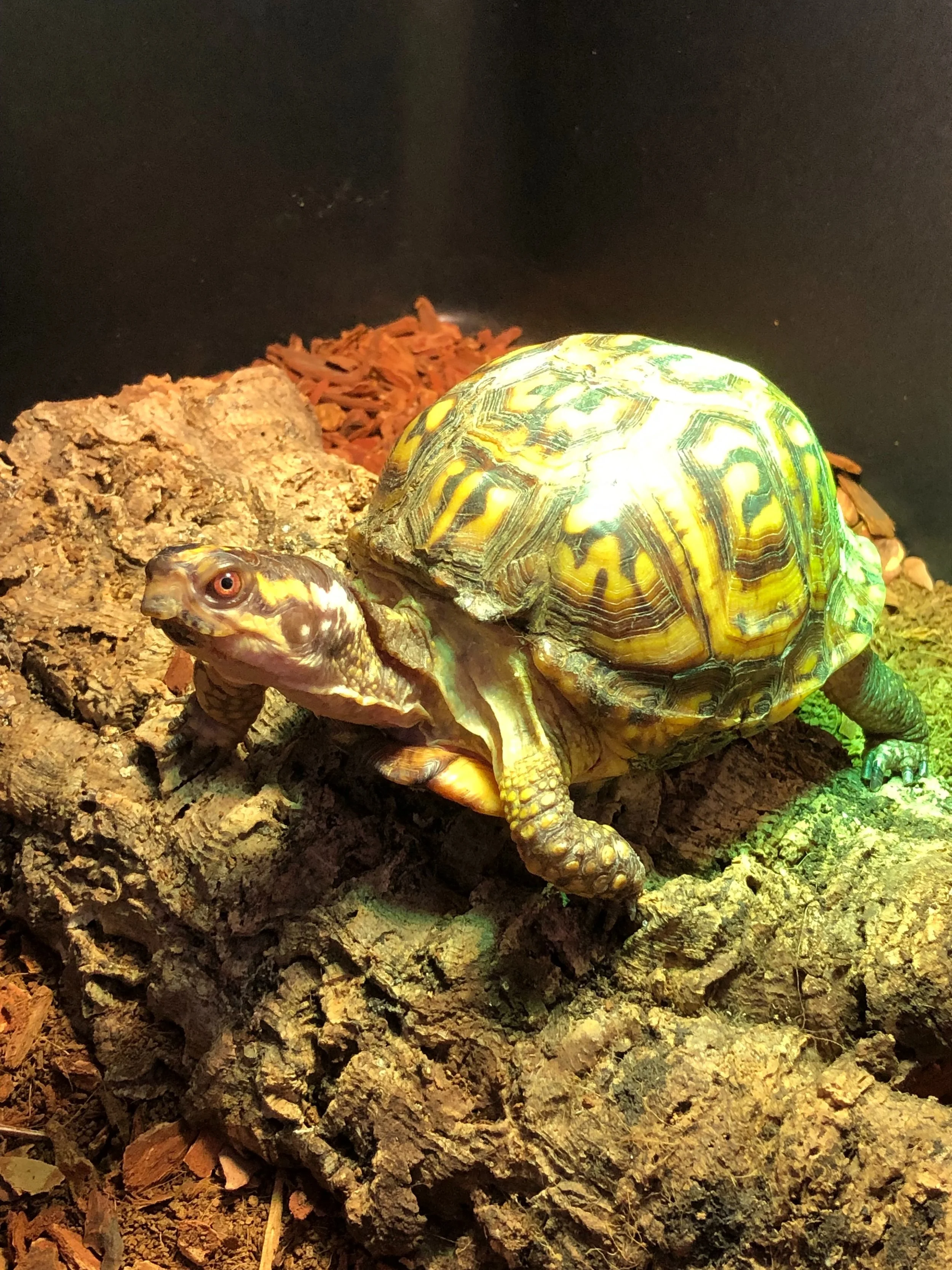 Happy World Turtle Day, from Shell and Tilly! 🐢

These two Eastern Box Turtles found their way into my care after being surrendered to a wildlife rehabilitation center many years ago. Both were taken from the wild as hatchlings and were not provided