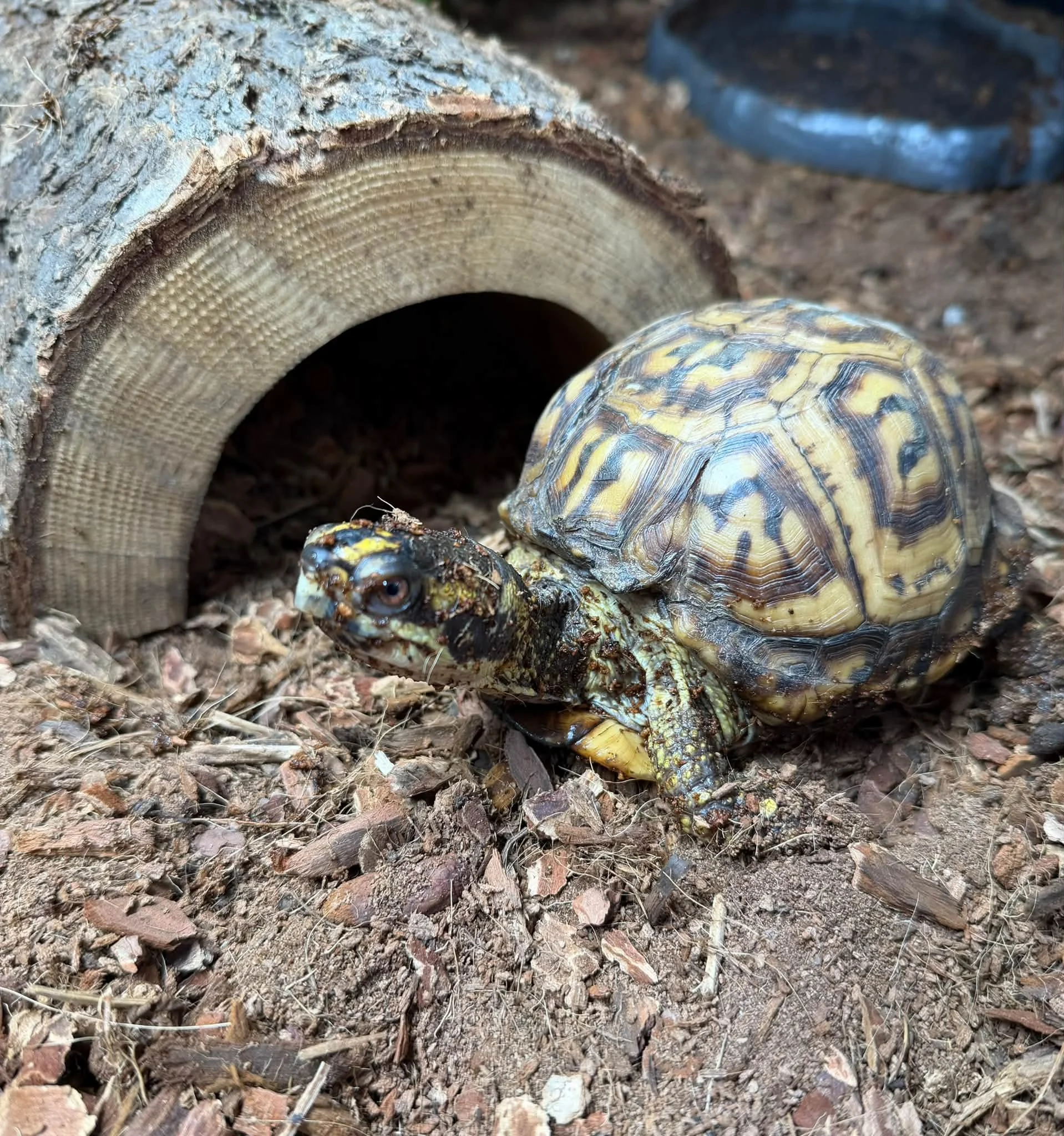 Today is National Reptile Awareness Day &mdash; Hooray! 🐢🎉 

And my absolute favorite reptiles are turtles, especially Eastern Box Turtles!

Did you know the Eastern Box Turtle is Tennessee's official state reptile?

It's also the beginning of brum