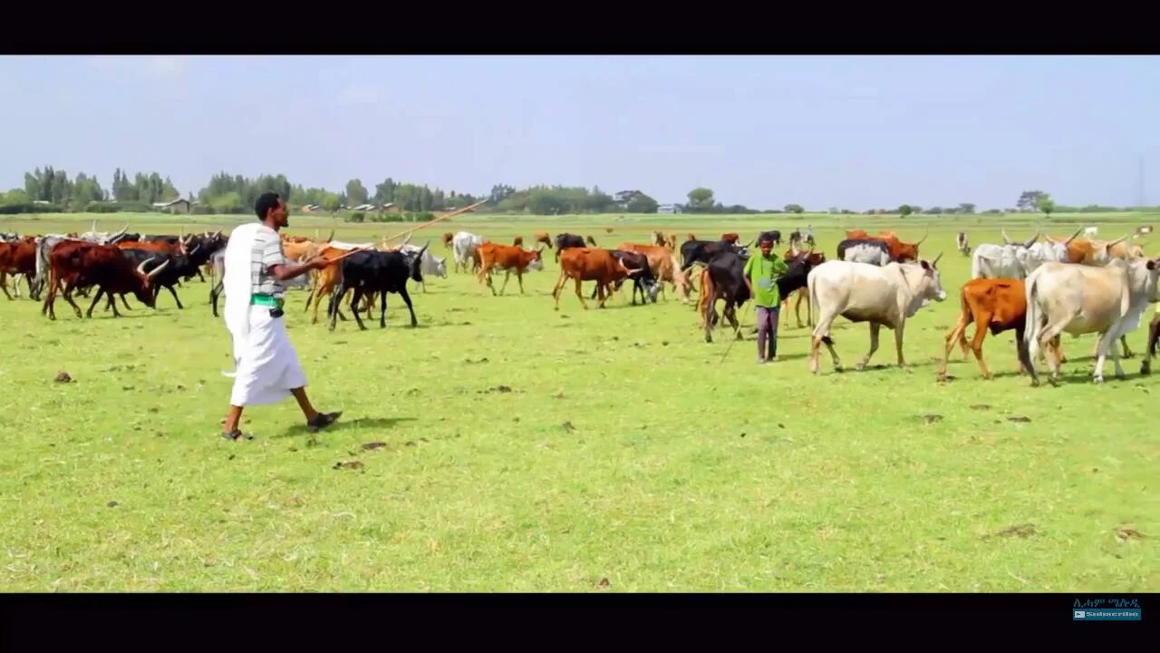 Two men herding cattle across a green field on a bright, sunny day.