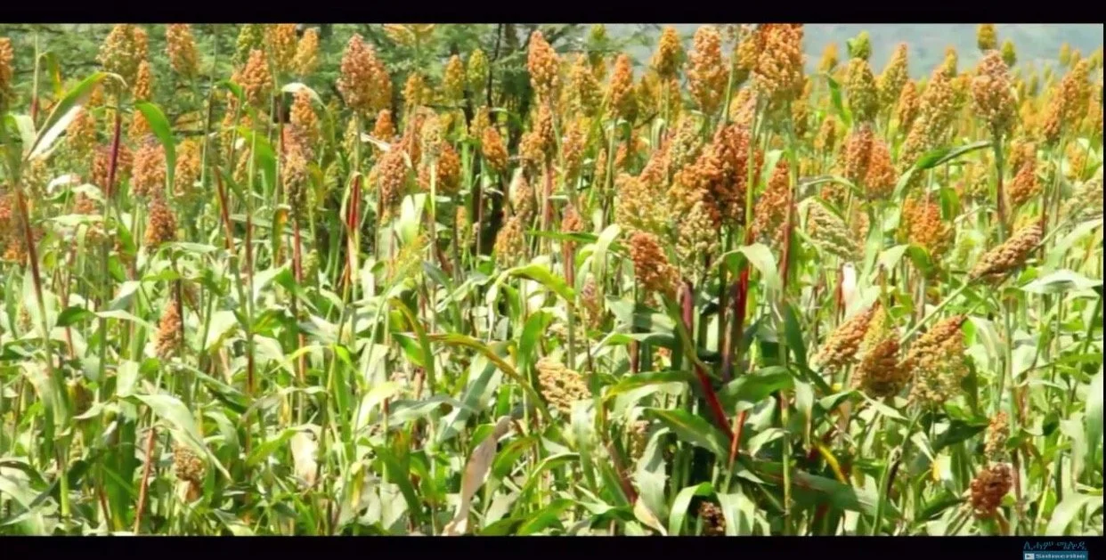 A field of millet plants with green leaves and golden brown seed heads.