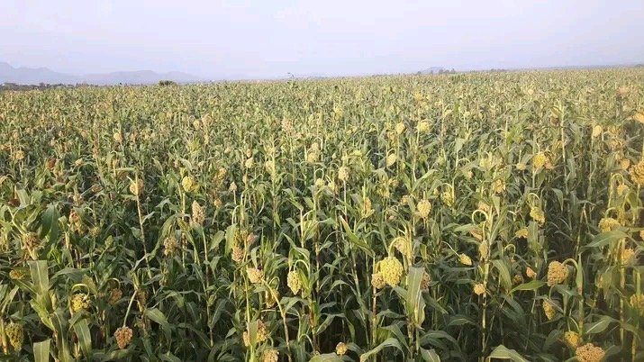 A vast field of tall maize or corn plants with green leaves and yellowish seed clusters, extending to the horizon under a cloudy sky.