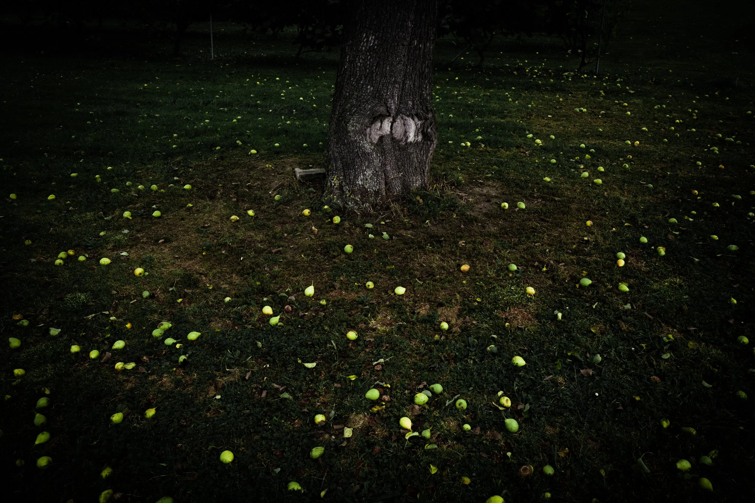 Pear Tree, 100 x 70 cm Framed Artist Proof