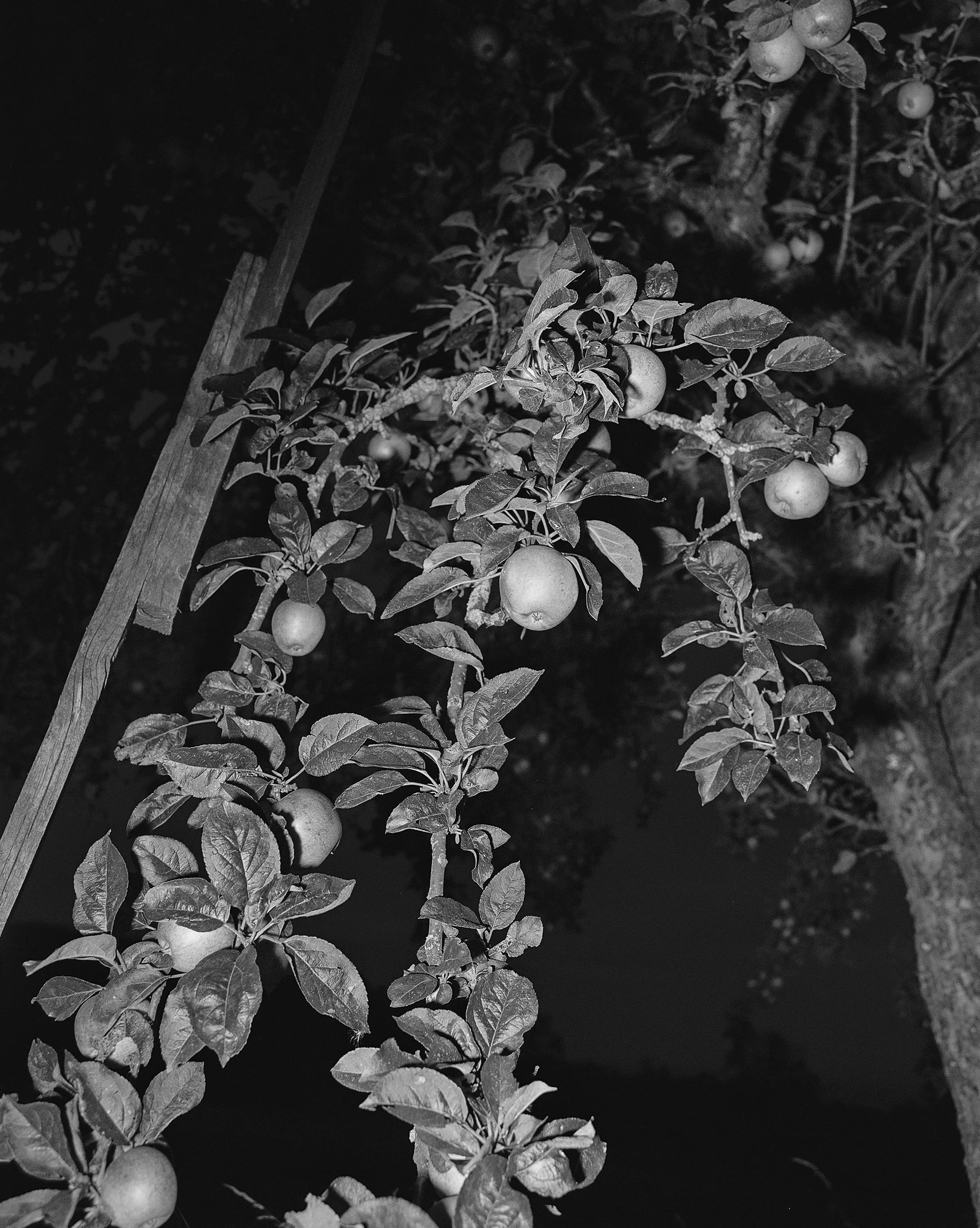 M_Westreich_apple_tree_RGB_web.jpg