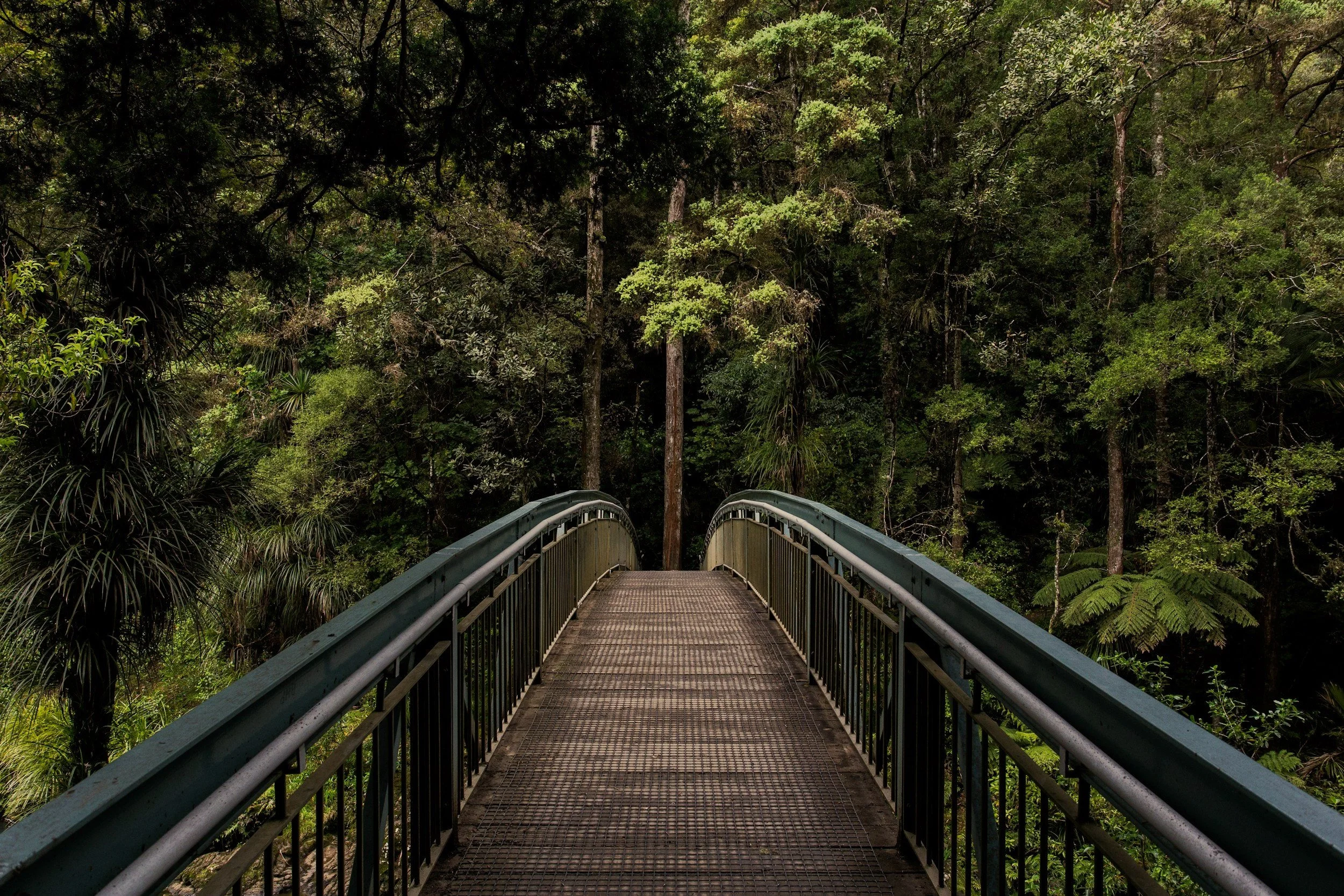 A bridge over a lush green forest with tall trees and dense foliage.