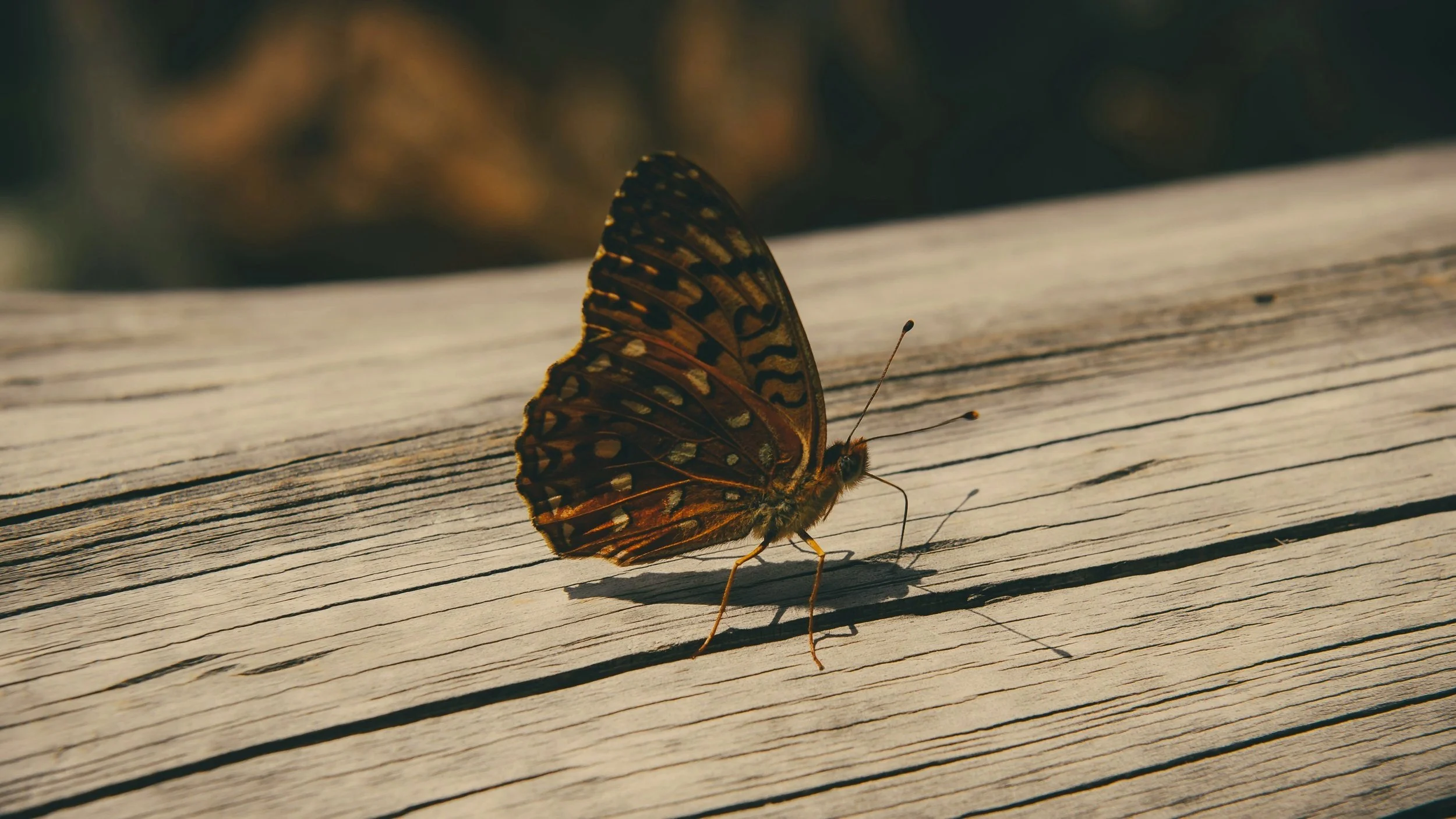 A butterfly with orange and black patterned wings perched on a textured wooden surface.