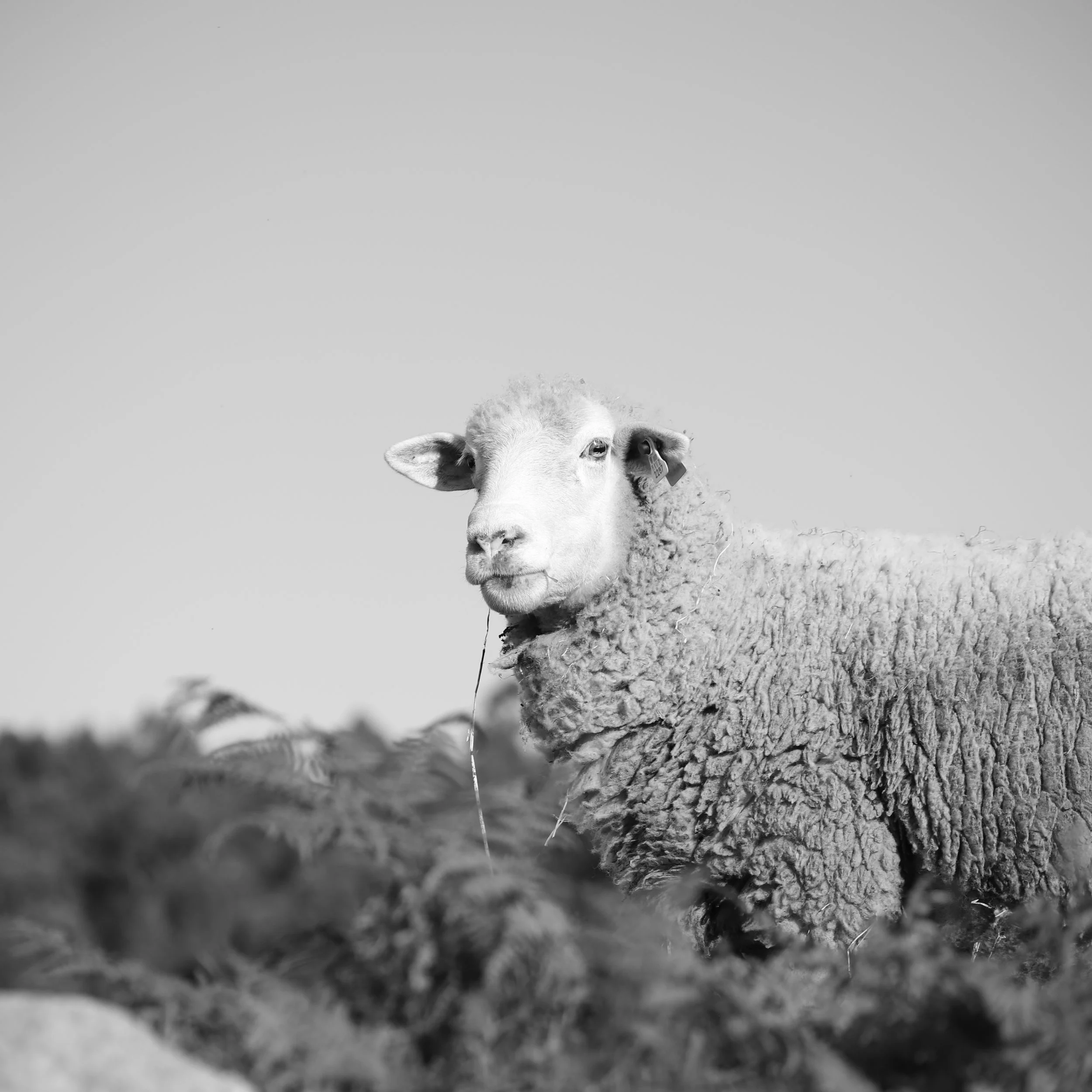 A black and white photo of a sheep standing on a grassy field, looking towards the camera.