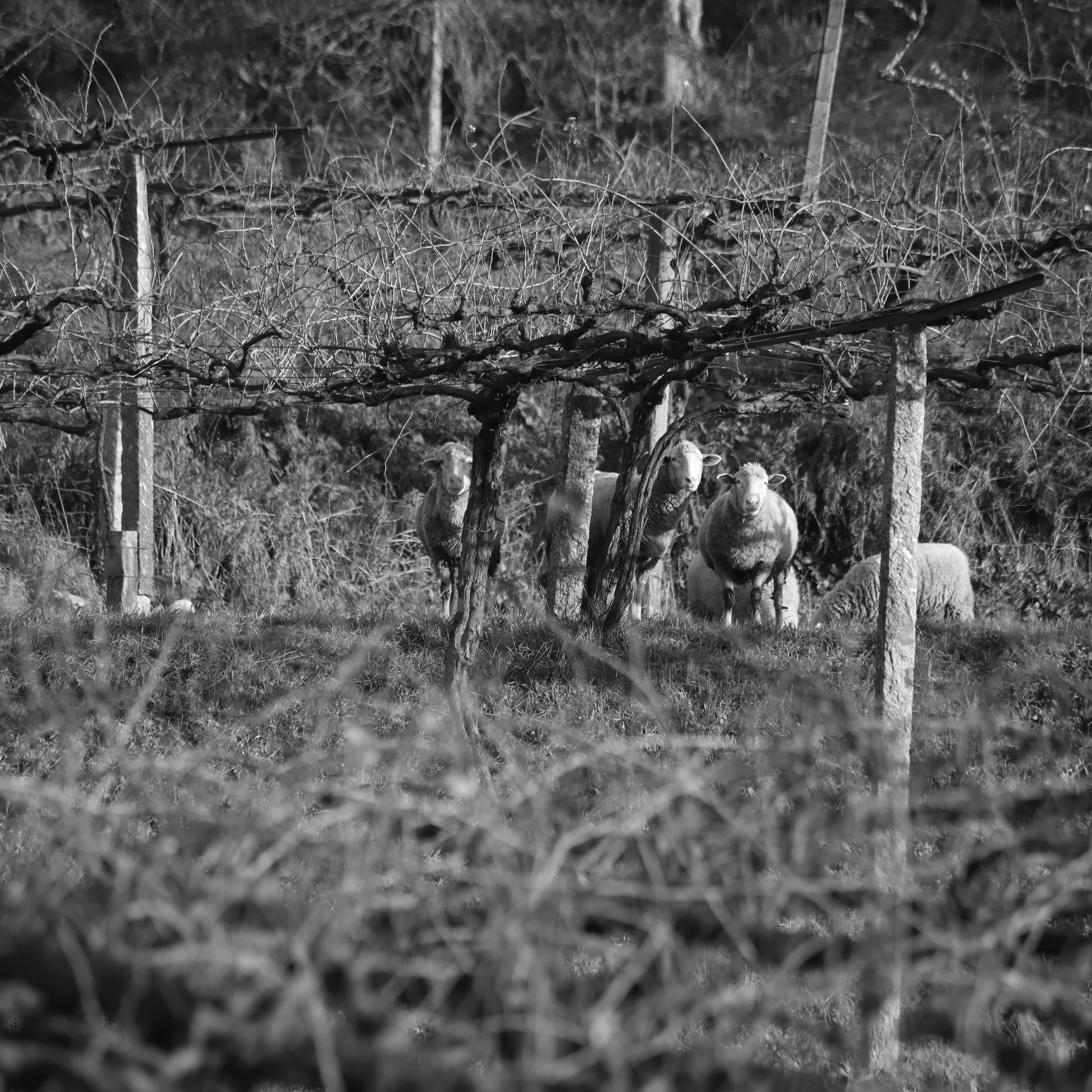 Black and white photo of sheep grazing in a field with leafless trees and fence posts.