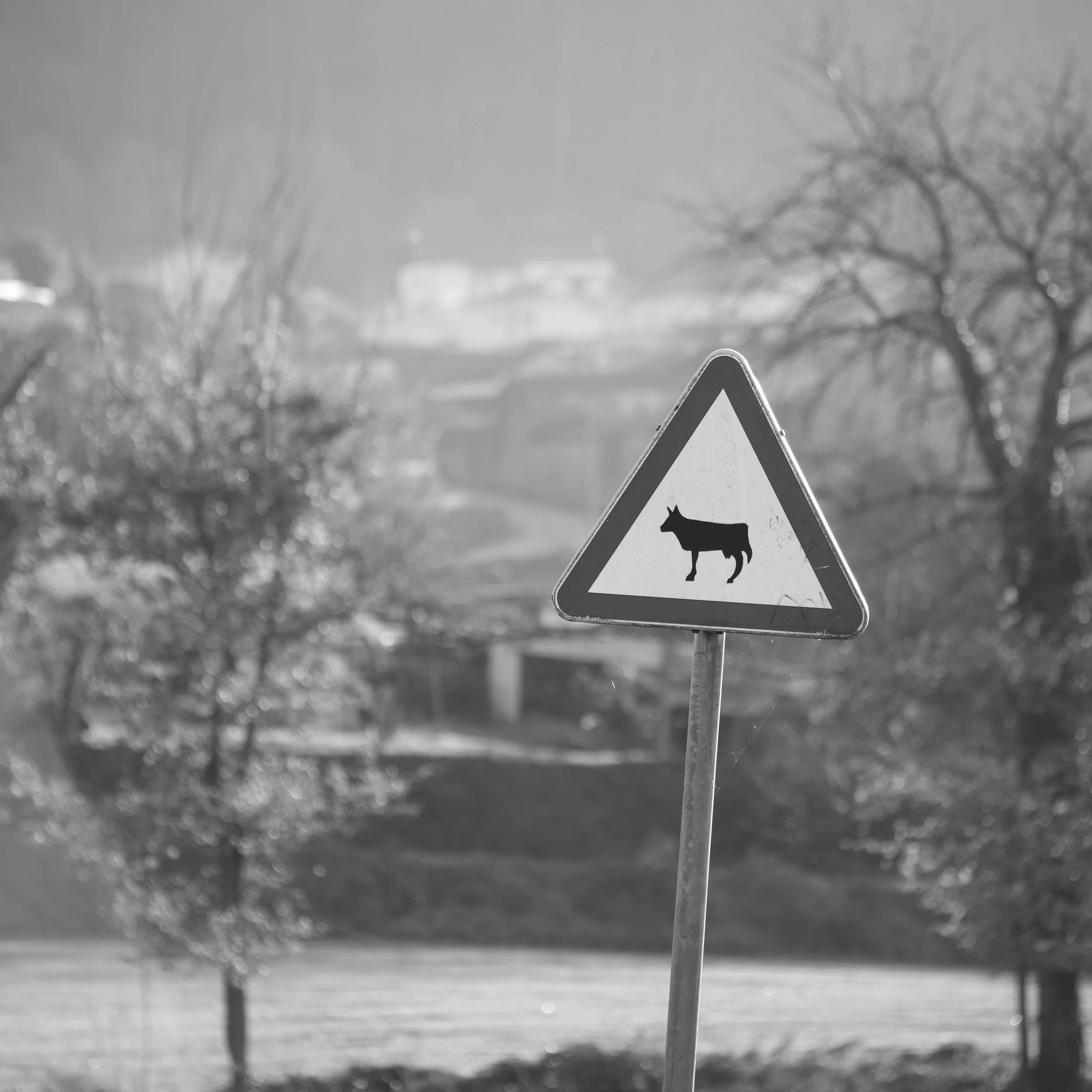 A triangular warning sign with a silhouette of a dog, indicating dog presence or crossing ahead in a park or rural area.