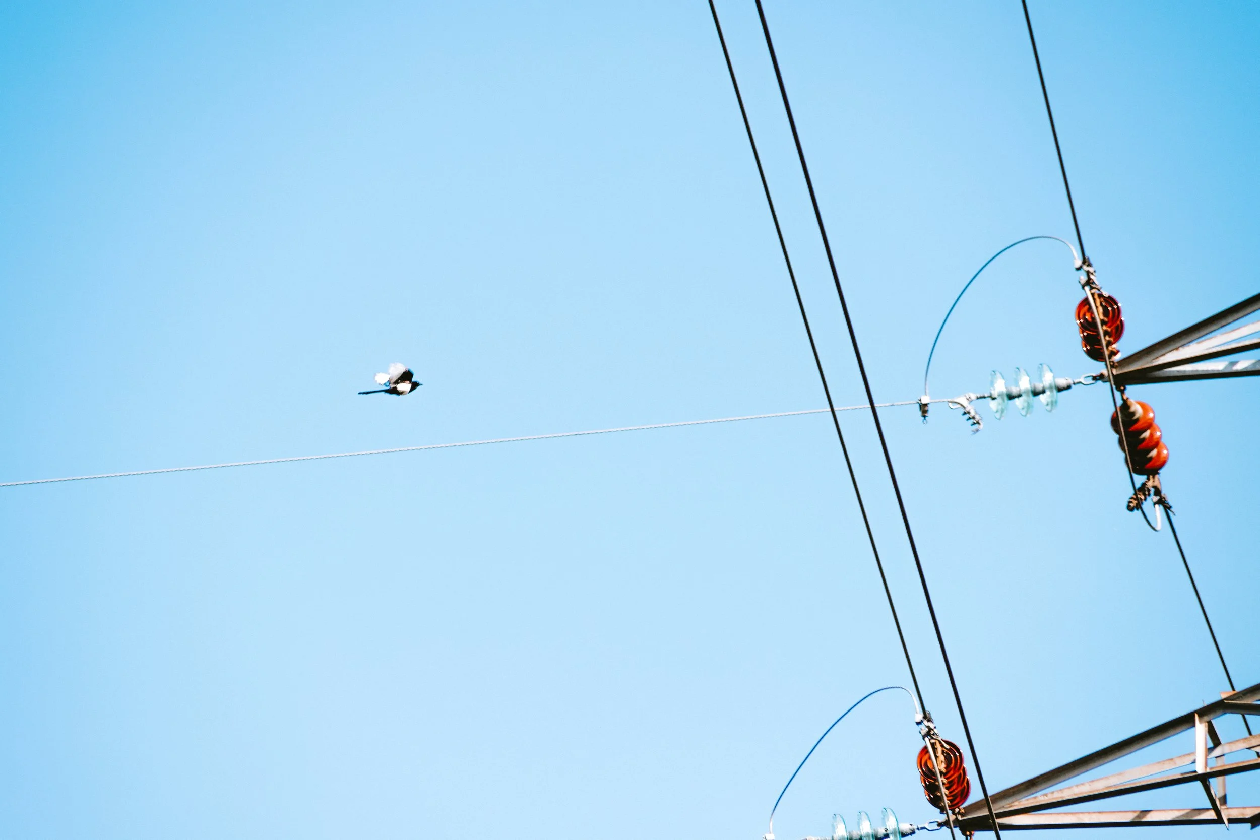 A electrical transmission tower with power lines under a clear blue sky, with a bird flying nearby.