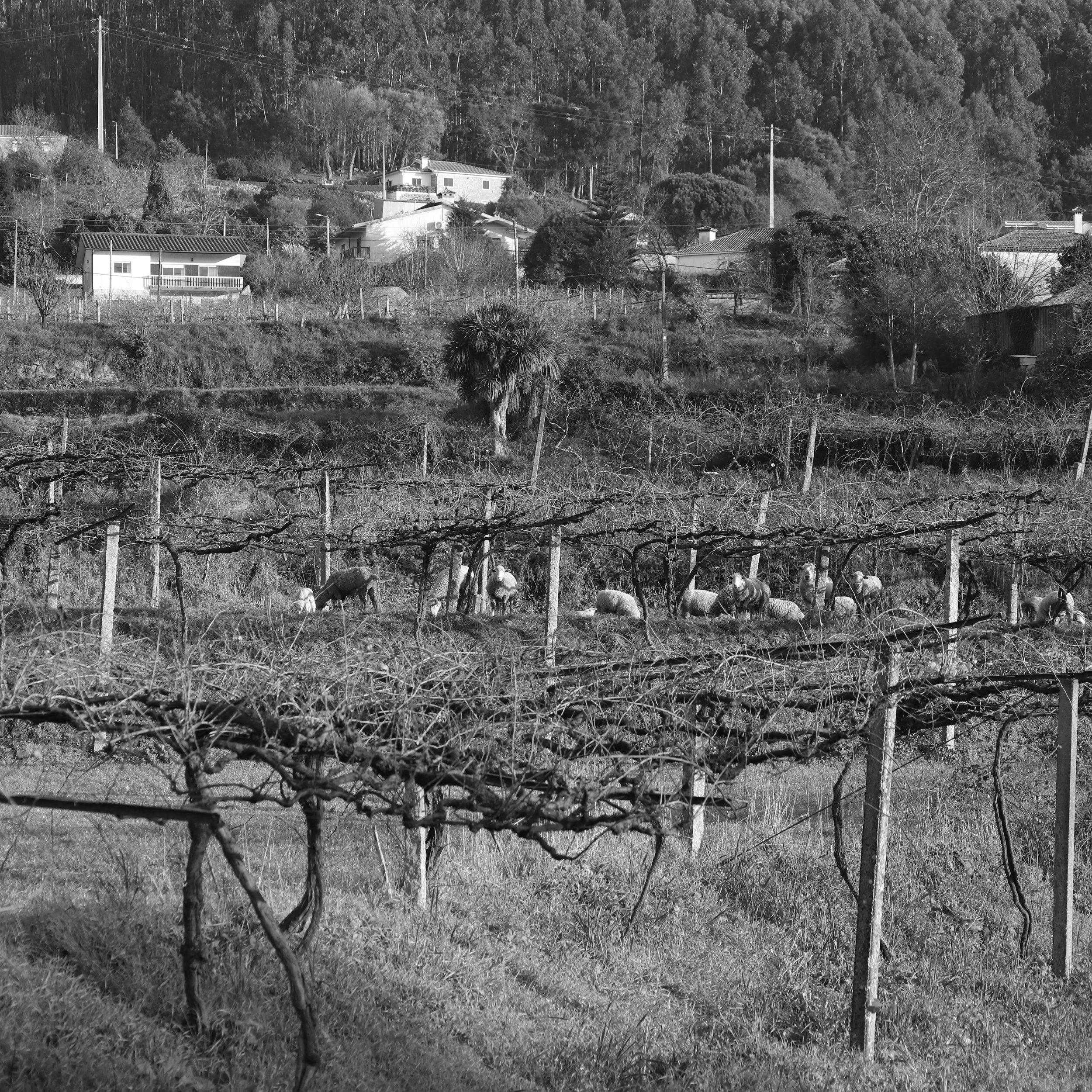 A black and white photo of a vineyard with sheep grazing among the vines, hills with houses and trees in the background.