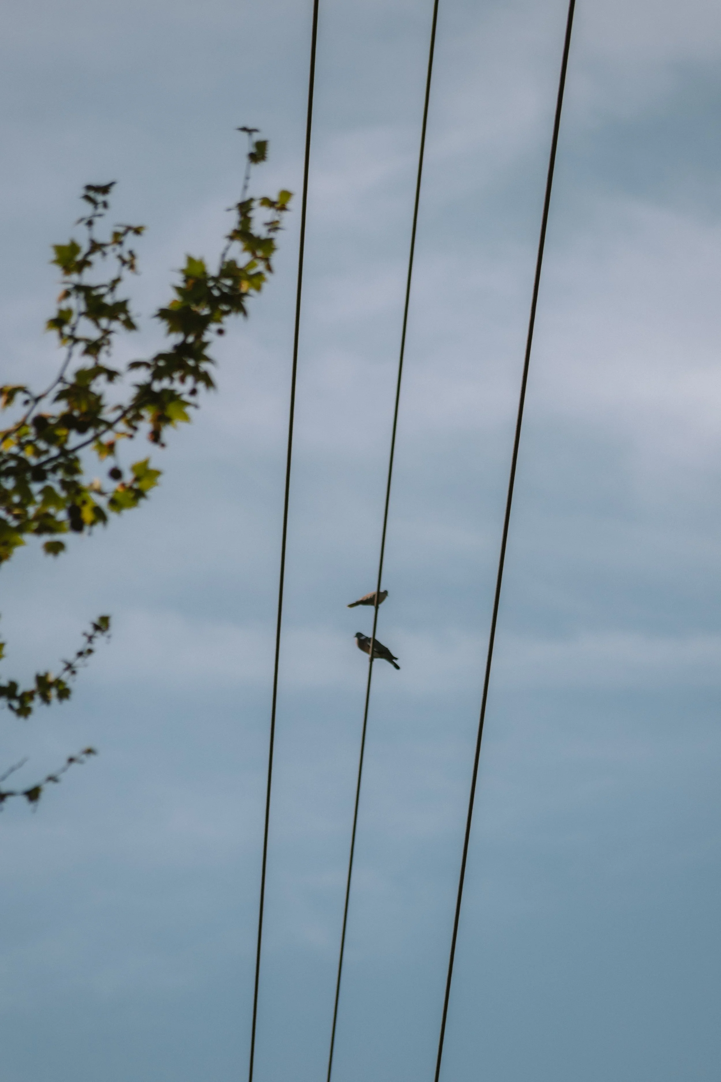 Two birds perched on power lines against a cloudy sky with a tree branch in the upper left corner.