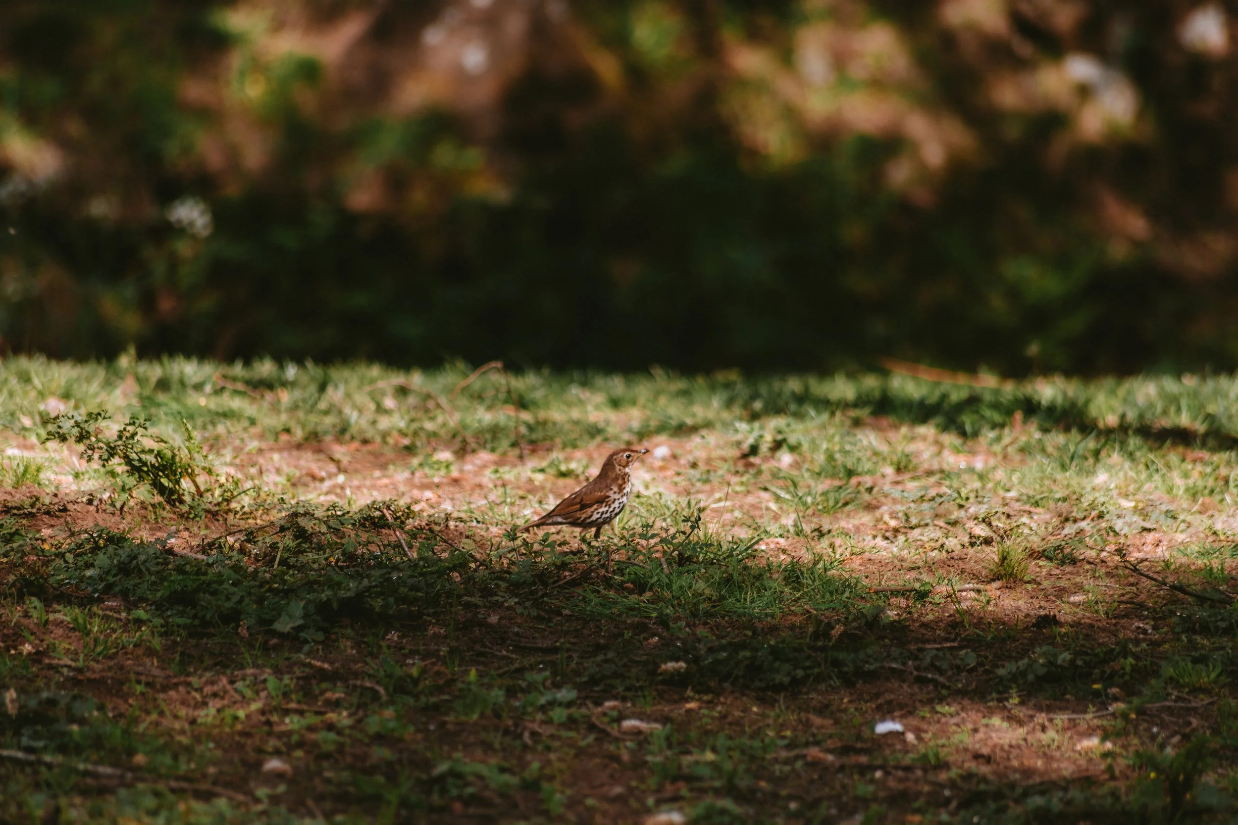 A small brown bird standing on the ground in a natural setting with grass, patches of dirt, and some small plants, with darker blurred trees or bushes in the background.