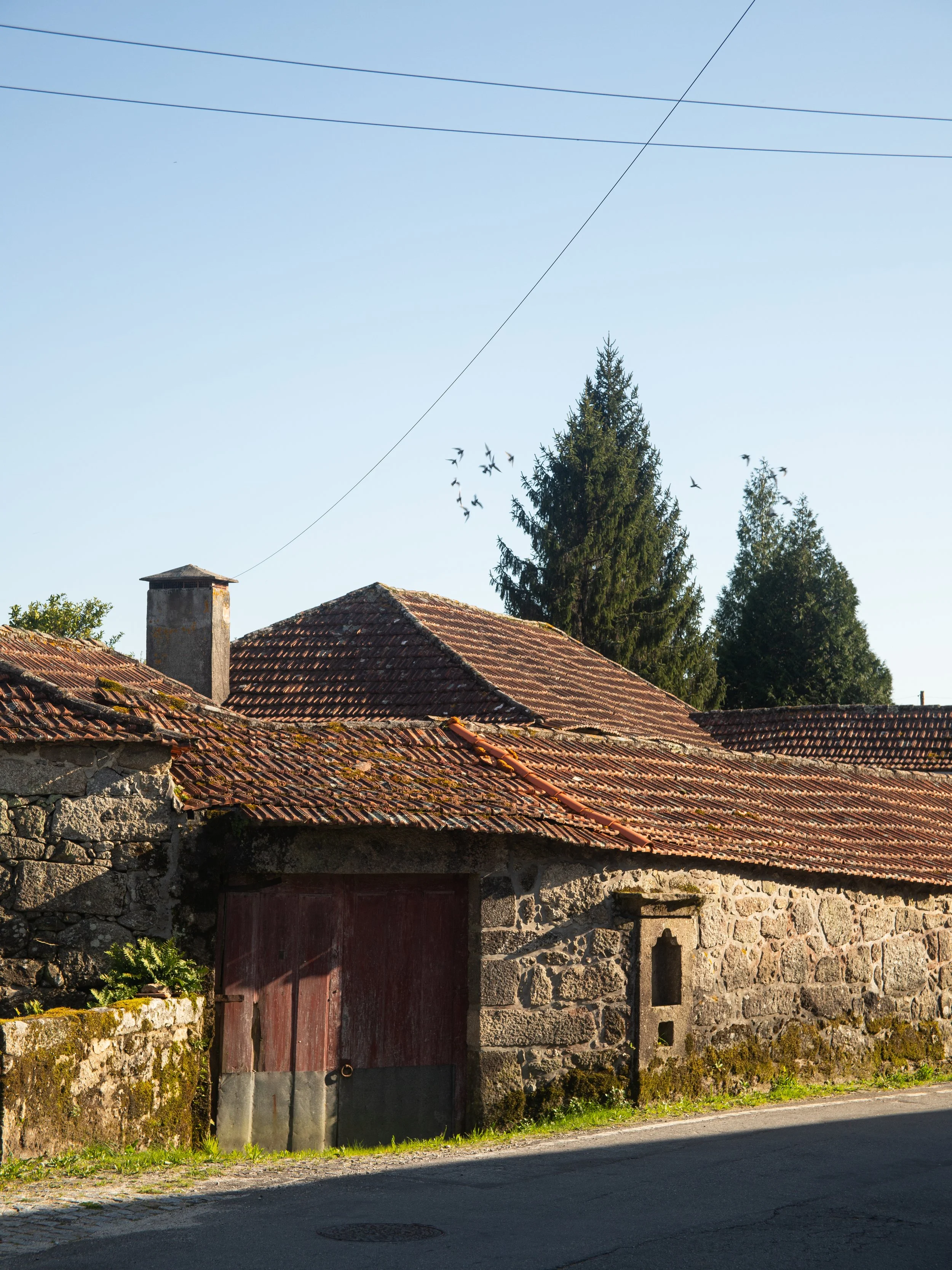 Old stone building with a red wooden door and a tiled roof in a rural area, with tall trees and a flock of birds flying overhead.