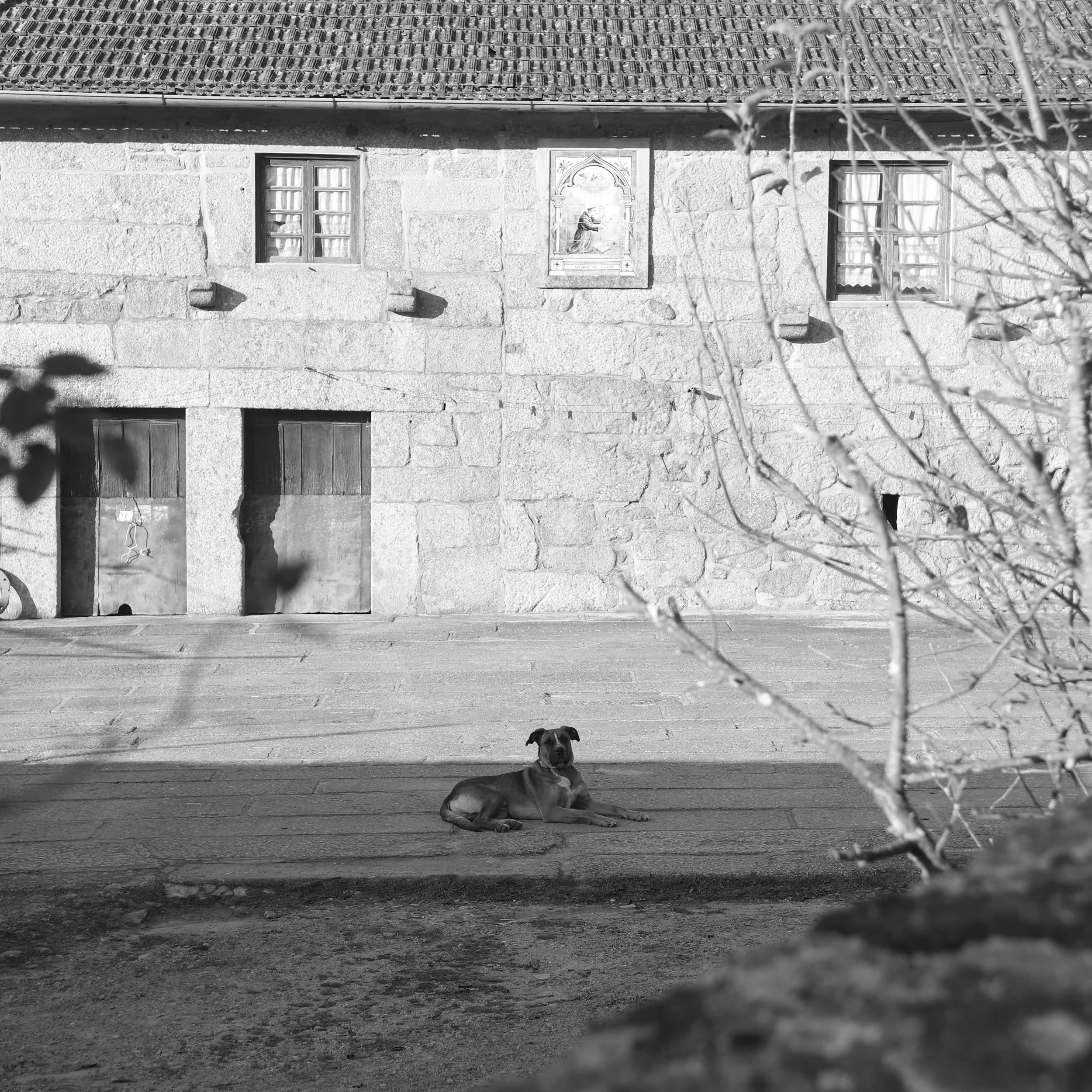 A dog lying on a cobblestone street in front of a stone building with small windows and a decorative religious tile or picture. There are some leafless branches in the foreground.