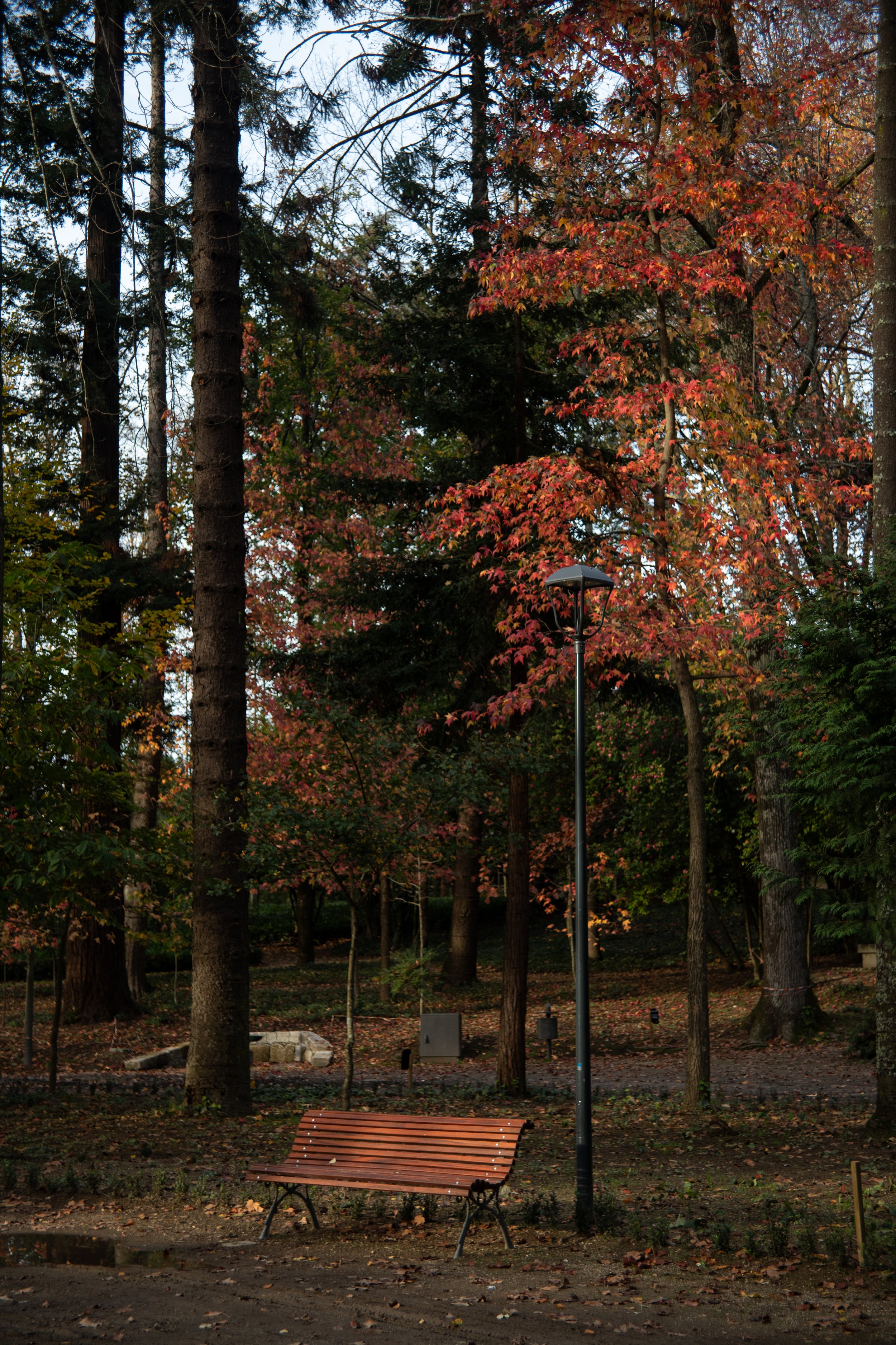 A wooden park bench in a wooded area next to a tall street lamp, with trees displaying autumn foliage in shades of red, orange, and green.