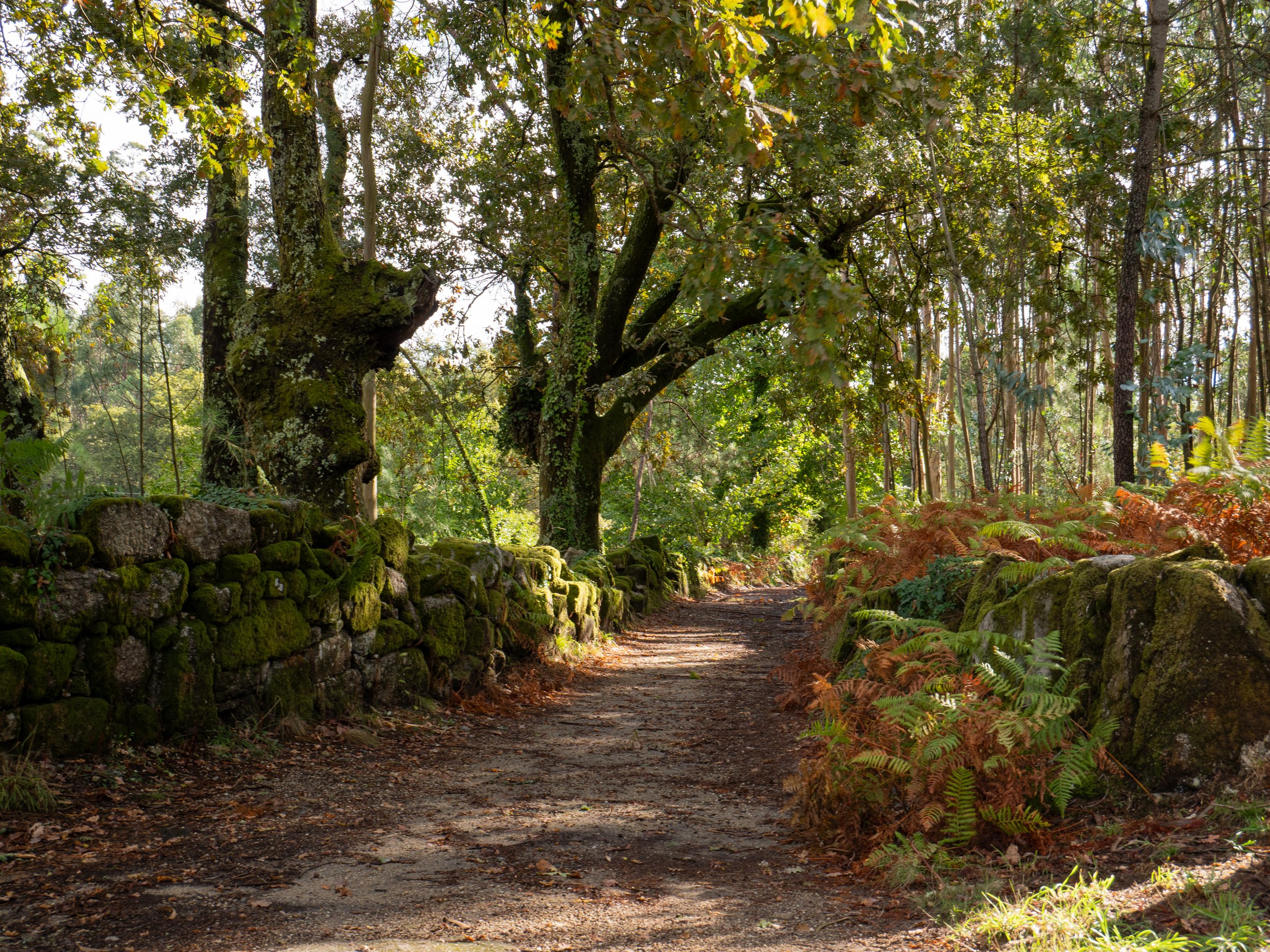 A dirt path surrounded by trees and moss-covered rocks, with sunlight filtering through the leaves.