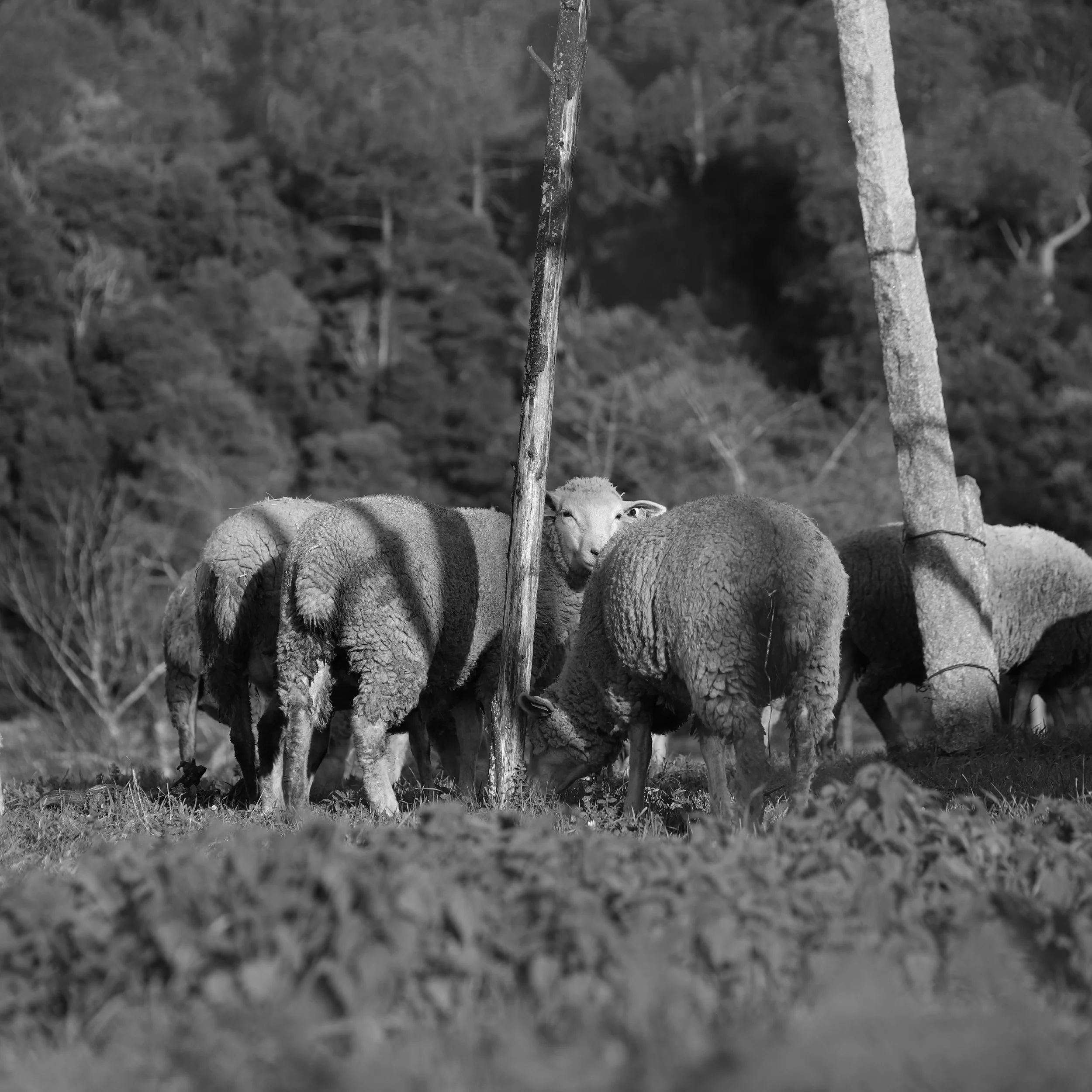 A flock of sheep grazing on grass in a rural landscape with trees in the background, captured in black and white.