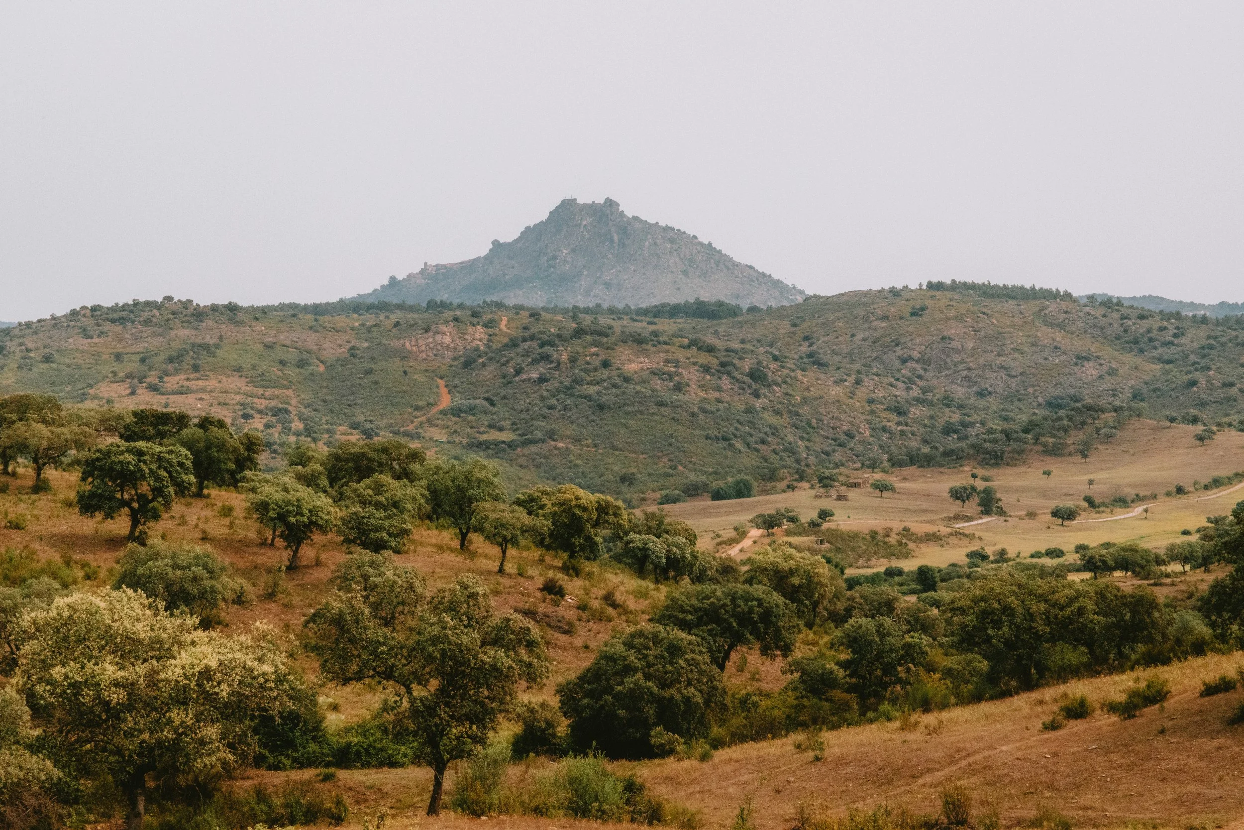 Hilly landscape with scattered trees and distant mountain.