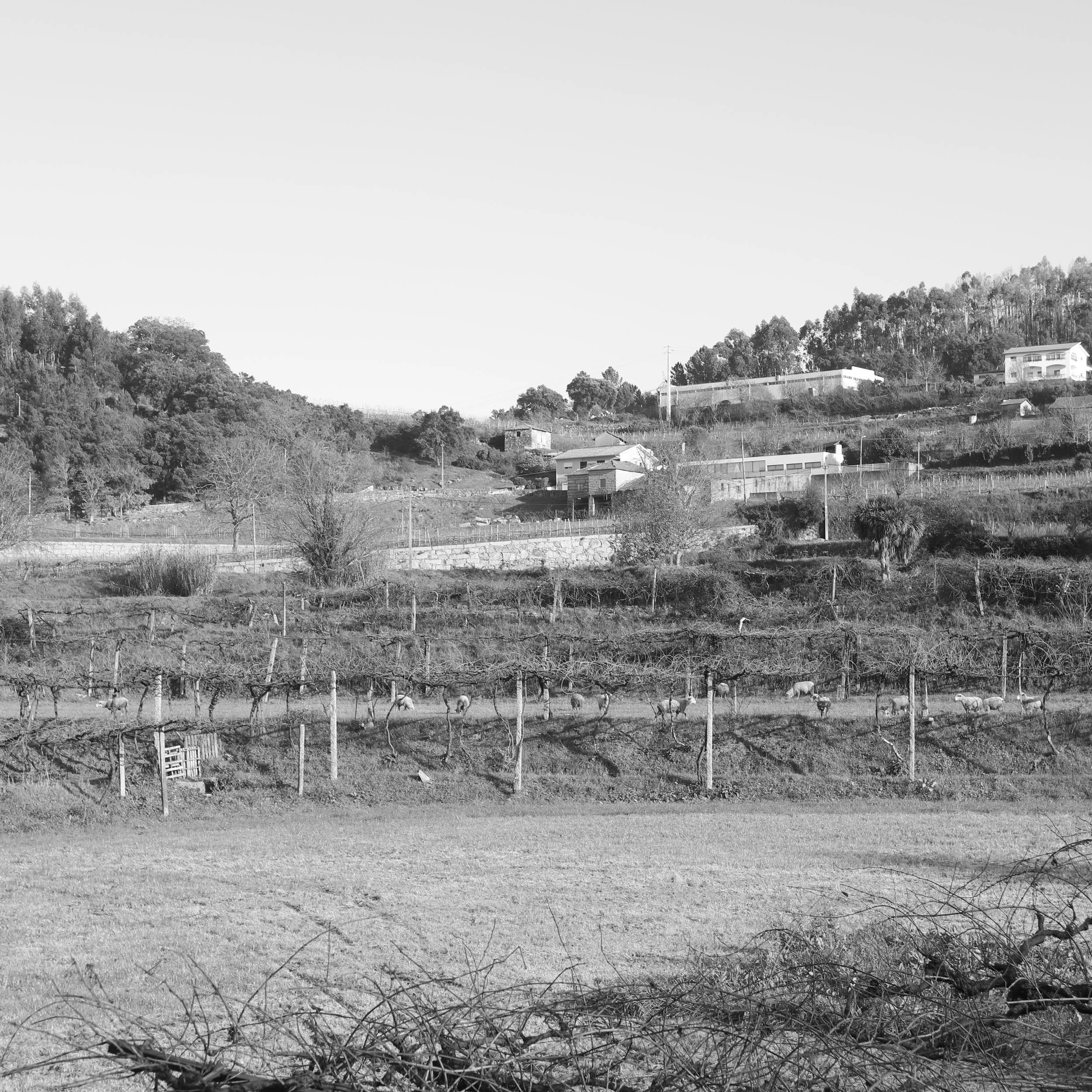 A black and white photo of a rural landscape with hills, trees, houses, and a vineyard with grapes and sheep grazing.