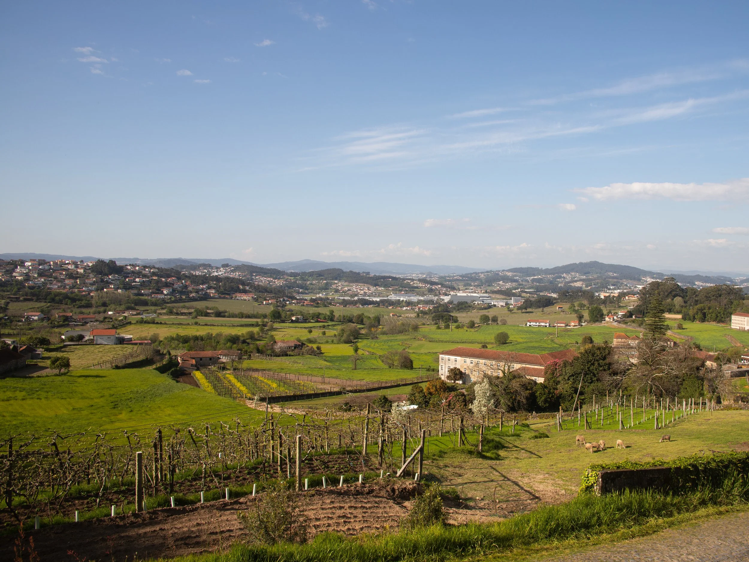 Scenic view of a rural landscape with rolling hills, farmhouses, vineyards, grazing sheep, and a distant city under a blue sky with some clouds.