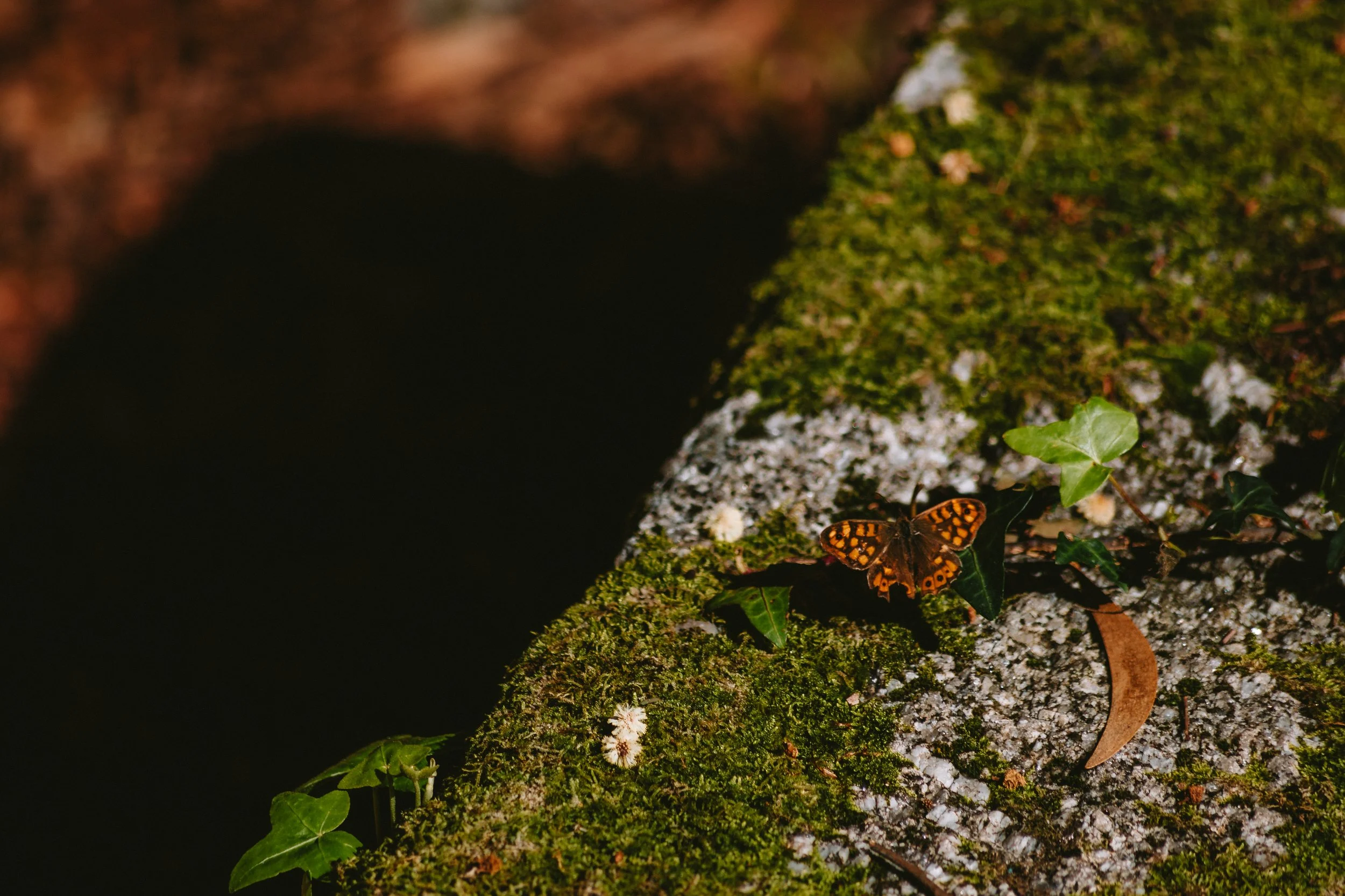 A butterfly resting on green moss and ivy leaves on a rock surface, with a shadowed background.
