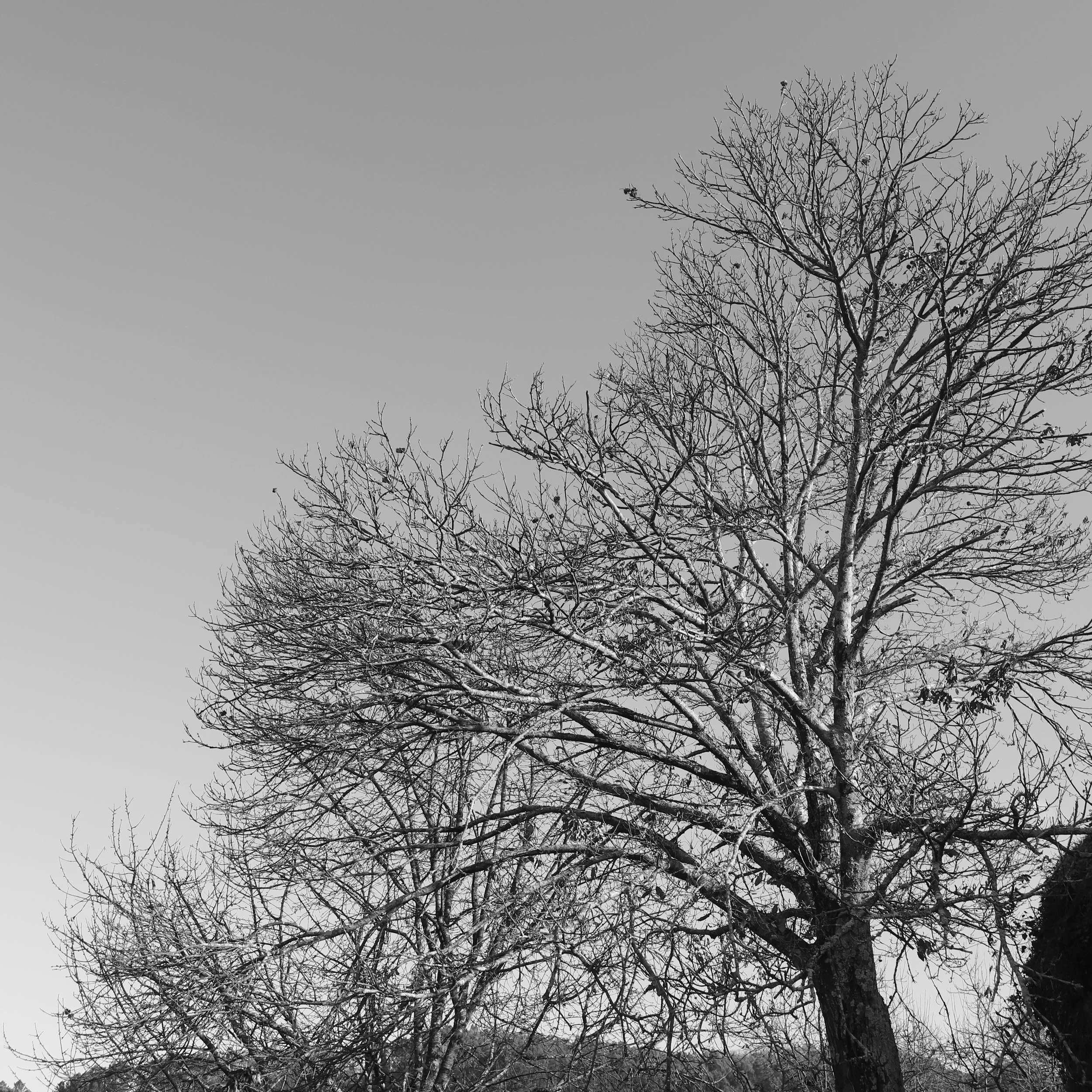 Bare winter tree with snow on its branches, set against a clear sky.