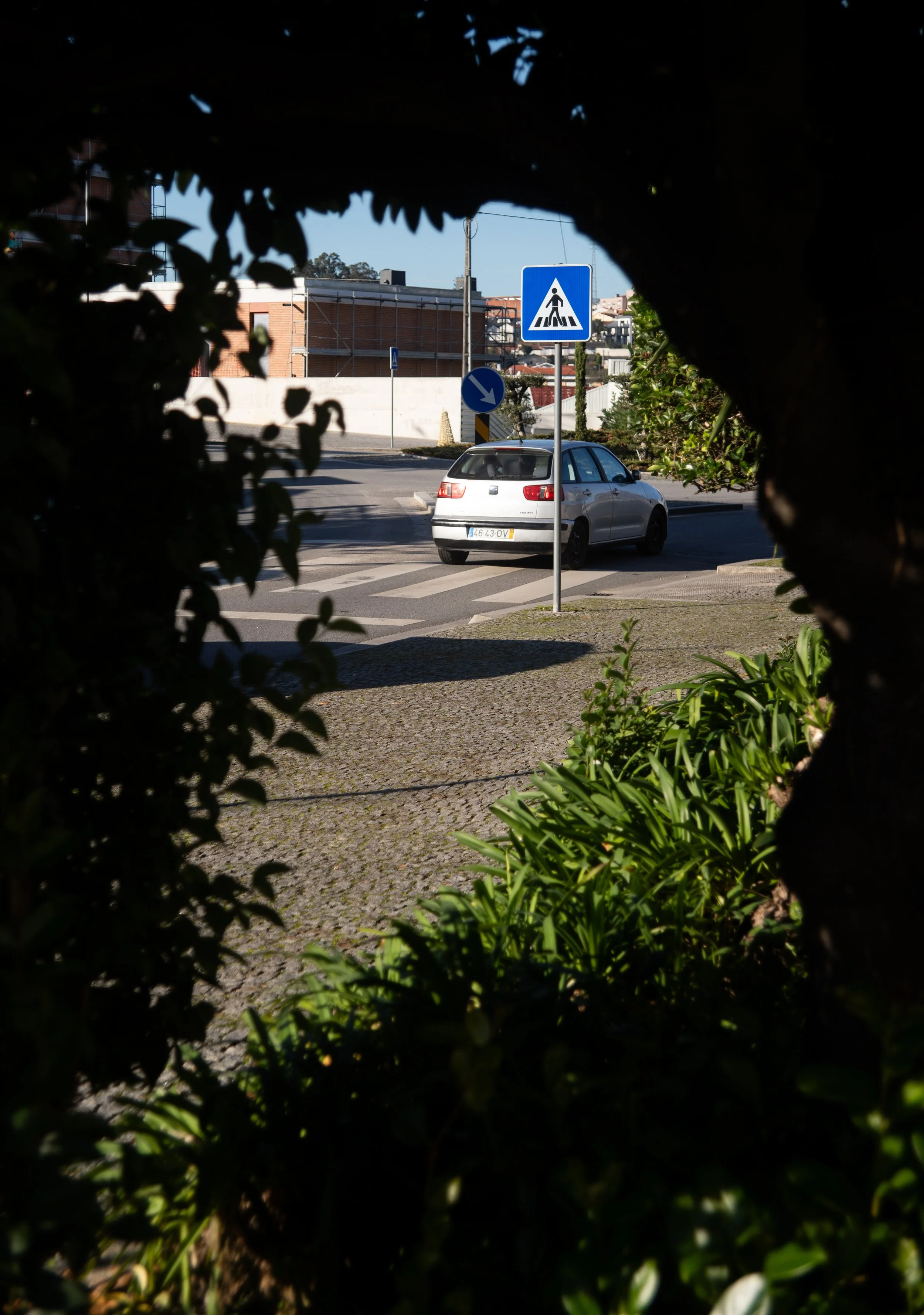 View of a city street seen through a hole in a bush, featuring a white car approaching a crosswalk and a blue pedestrian crossing sign.