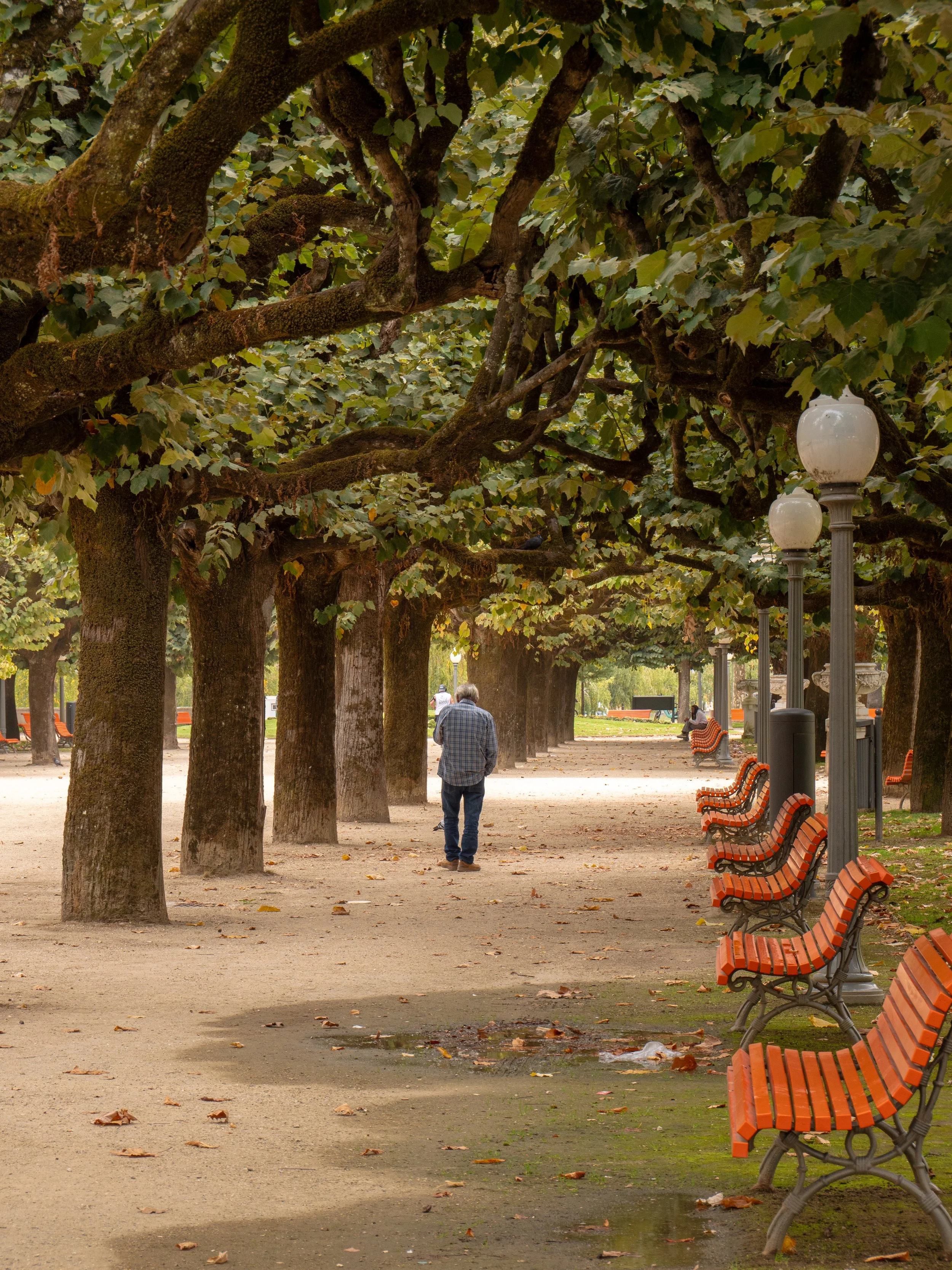 A park pathway lined with large trees, with a man walking along the path and benches on the side.