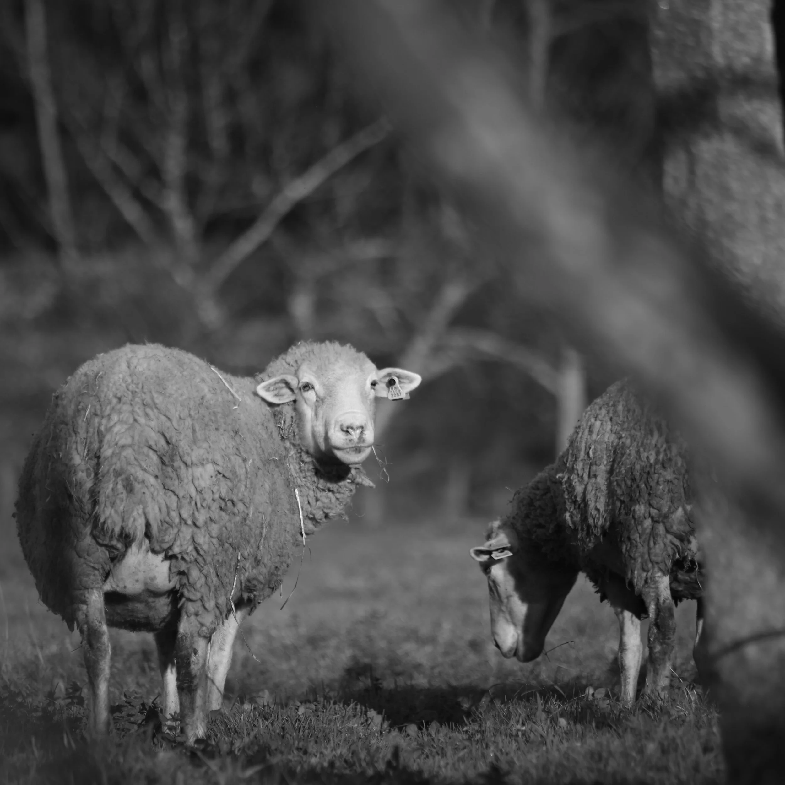 Two sheep grazing in a field, one of which is looking directly at the camera, in a rural setting in black and white.