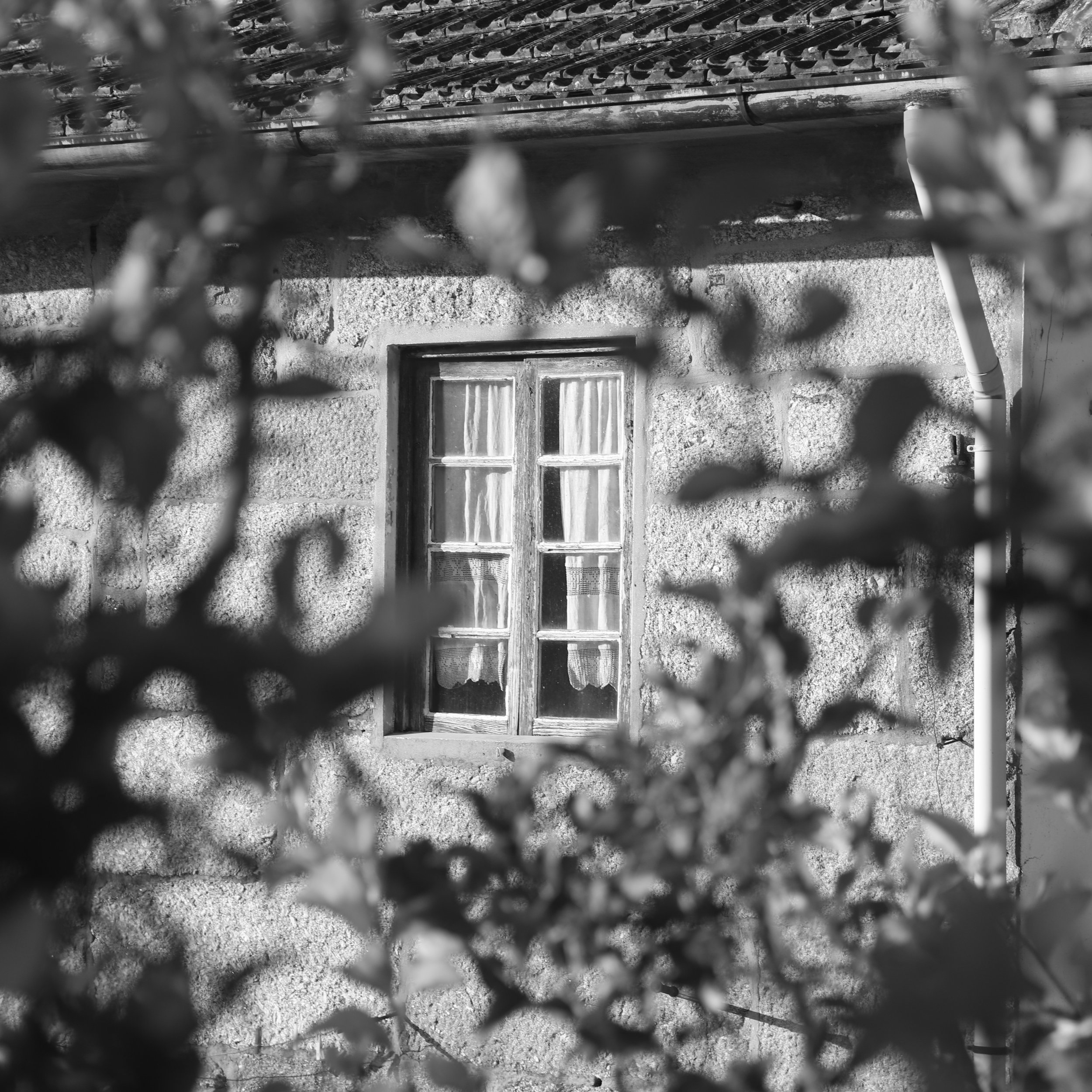 A black and white photo of a house window seen through blurry foreground leaves and branches. The house has a textured stone exterior and a small window with multiple panes and curtains.