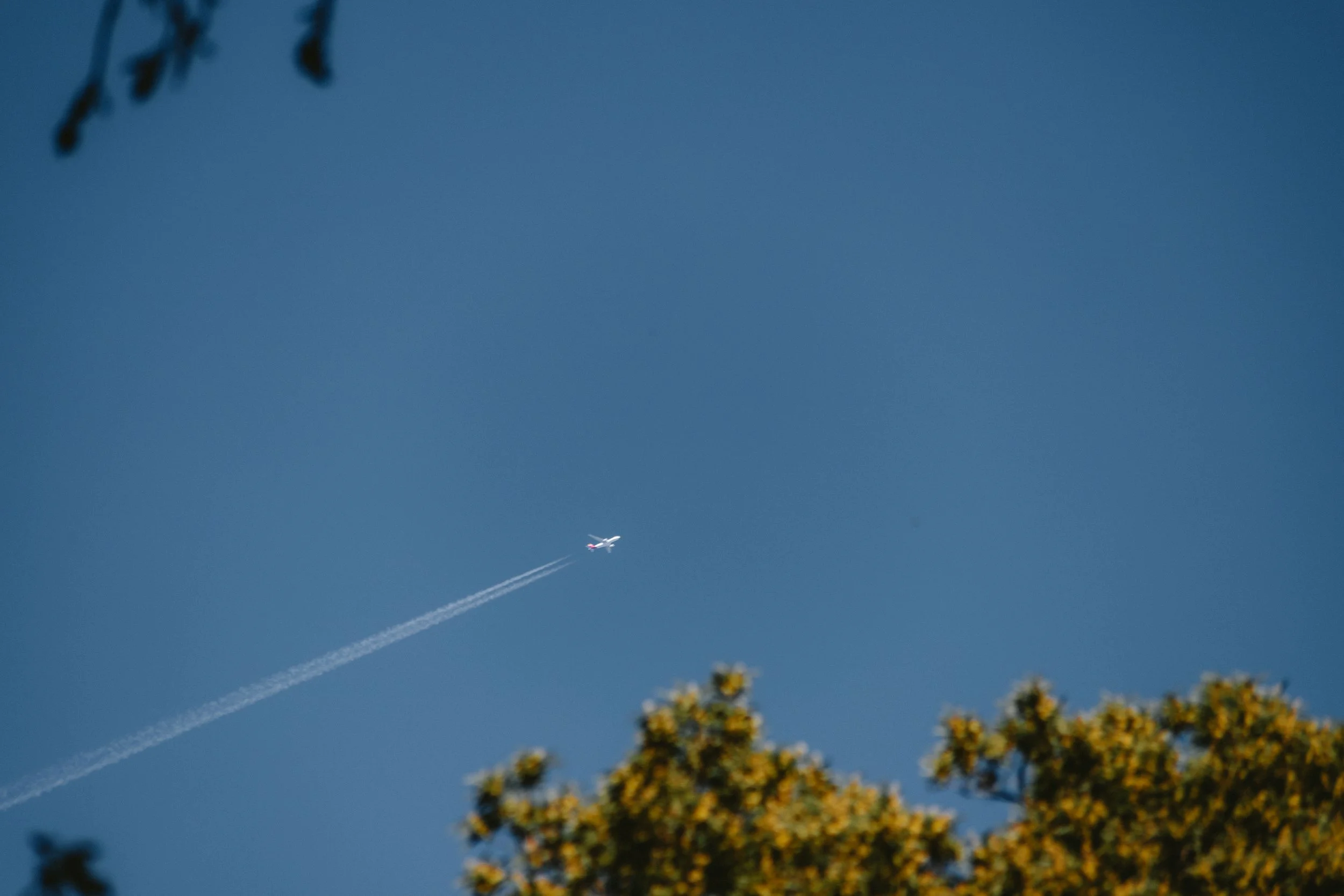 A plane flying in a clear blue sky leaving a contrail behind, with tree branches and leaves visible in the foreground.