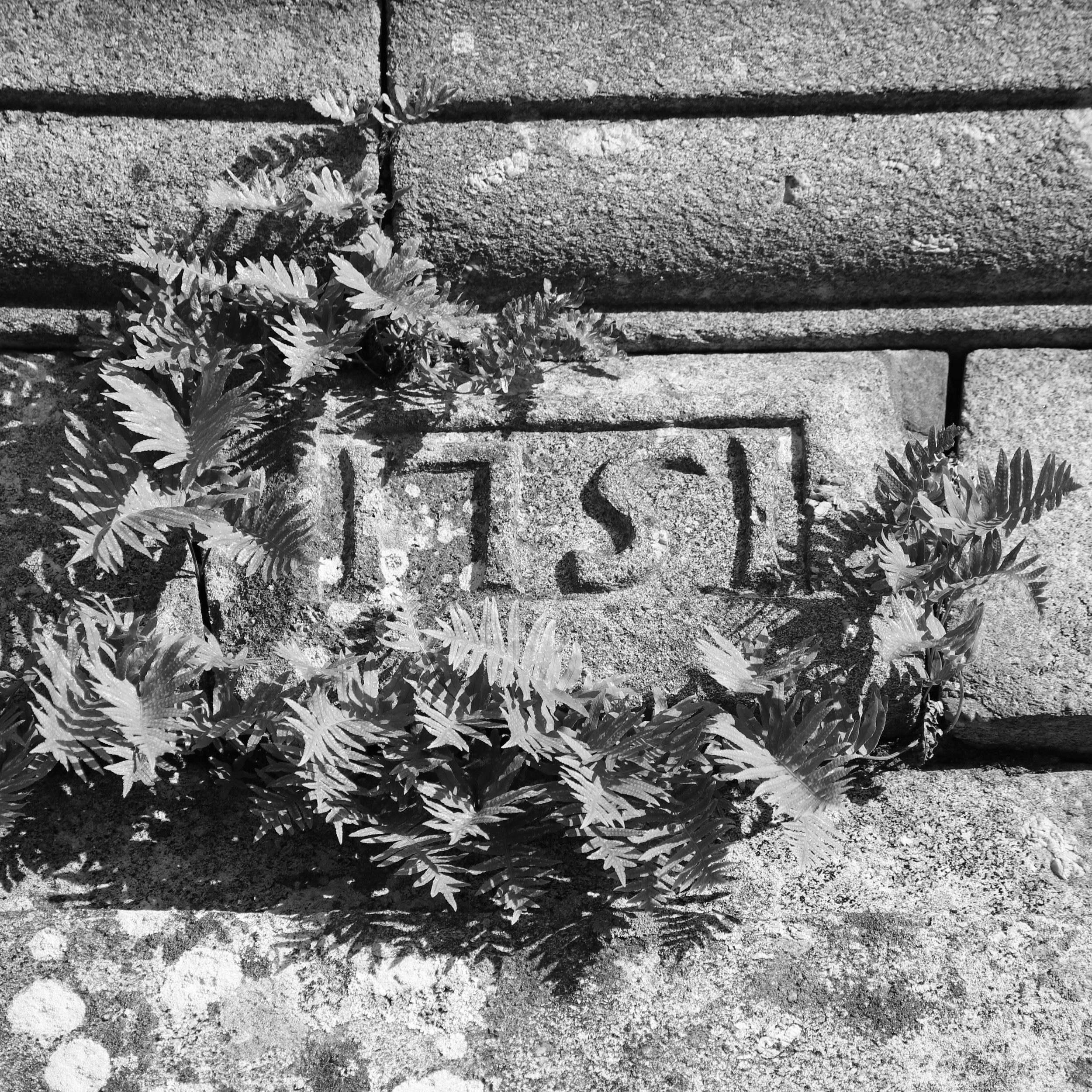 Close-up of a brick sidewalk with the word 'SIL' engraved in one brick, partially covered by small fern plants.