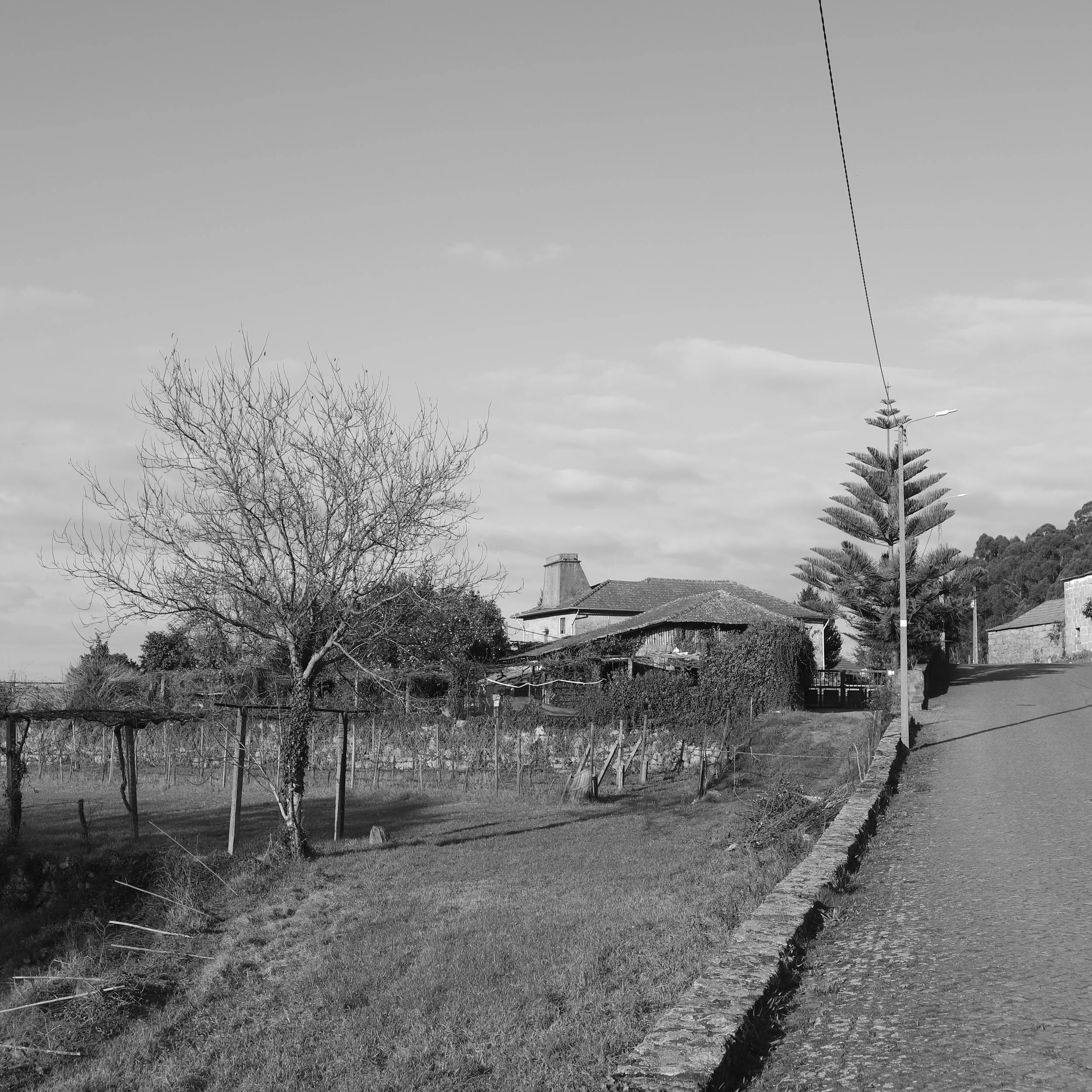 A black and white photo of a rural scene with a leafless tree, a vineyard, a house with ivy, a cobblestone road, and a pine tree on the right side.