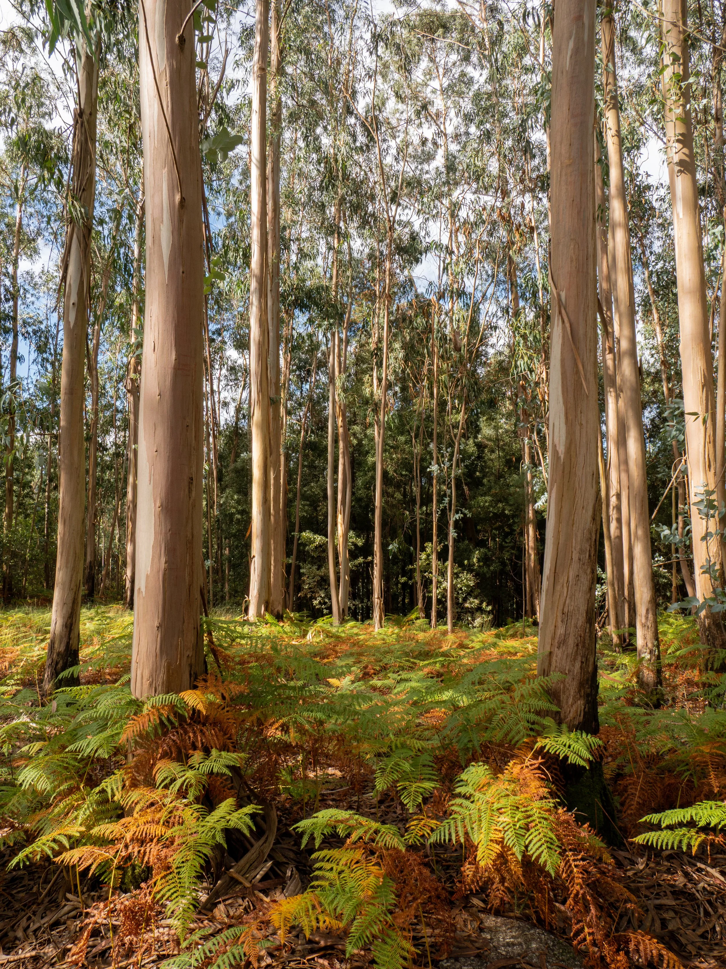 A forest scene with tall eucalyptus trees and ferns covering the forest floor.