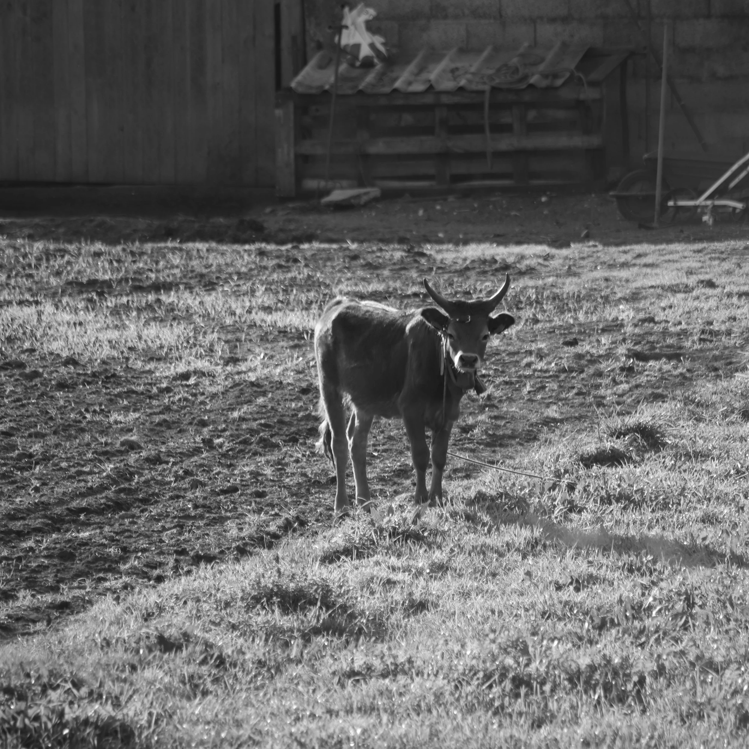 A cow standing on a grassy field with a barn and farm equipment in the background, black and white photo.