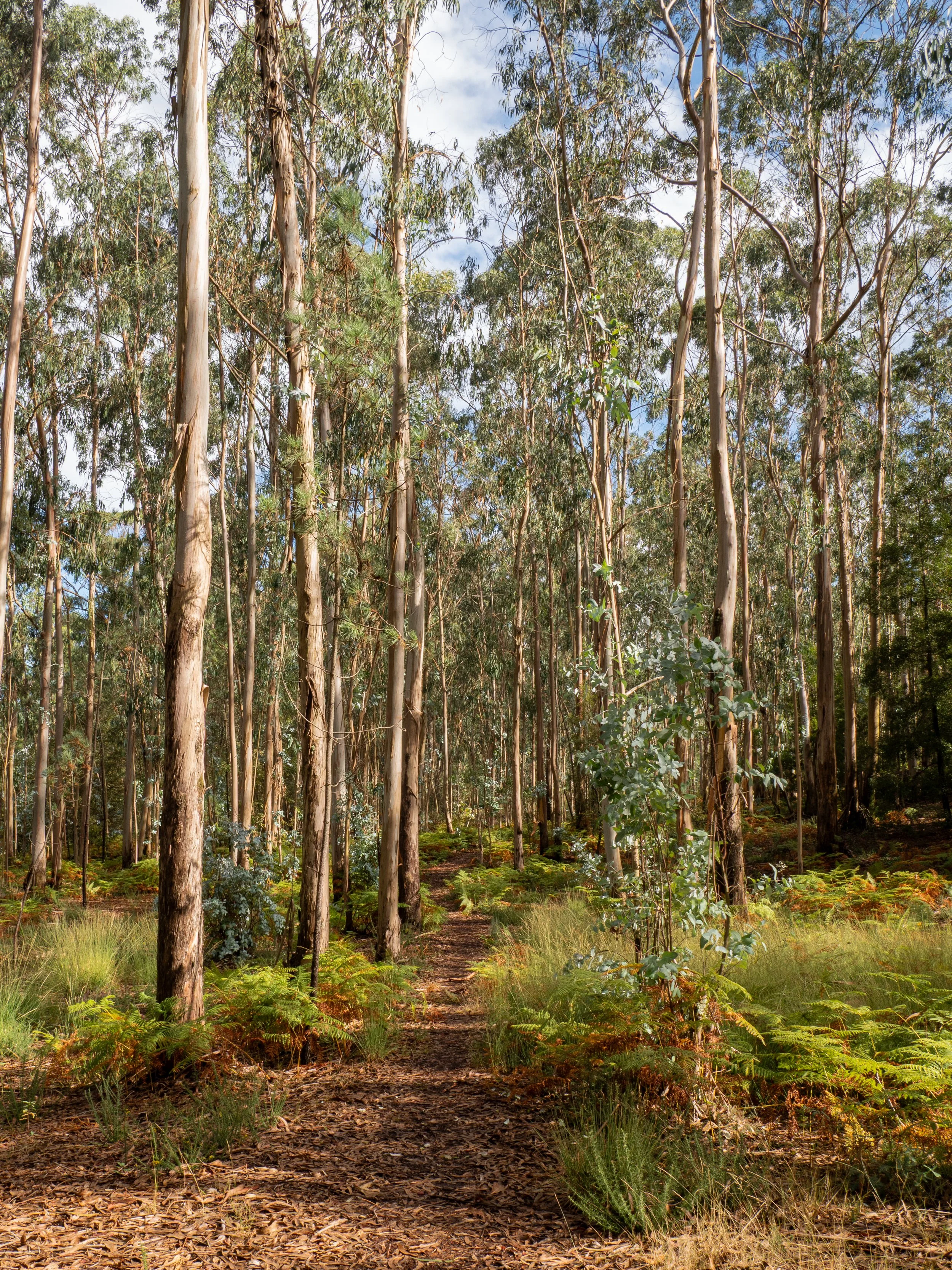 A forest scene with a narrow dirt path surrounded by tall trees and green shrubs.
