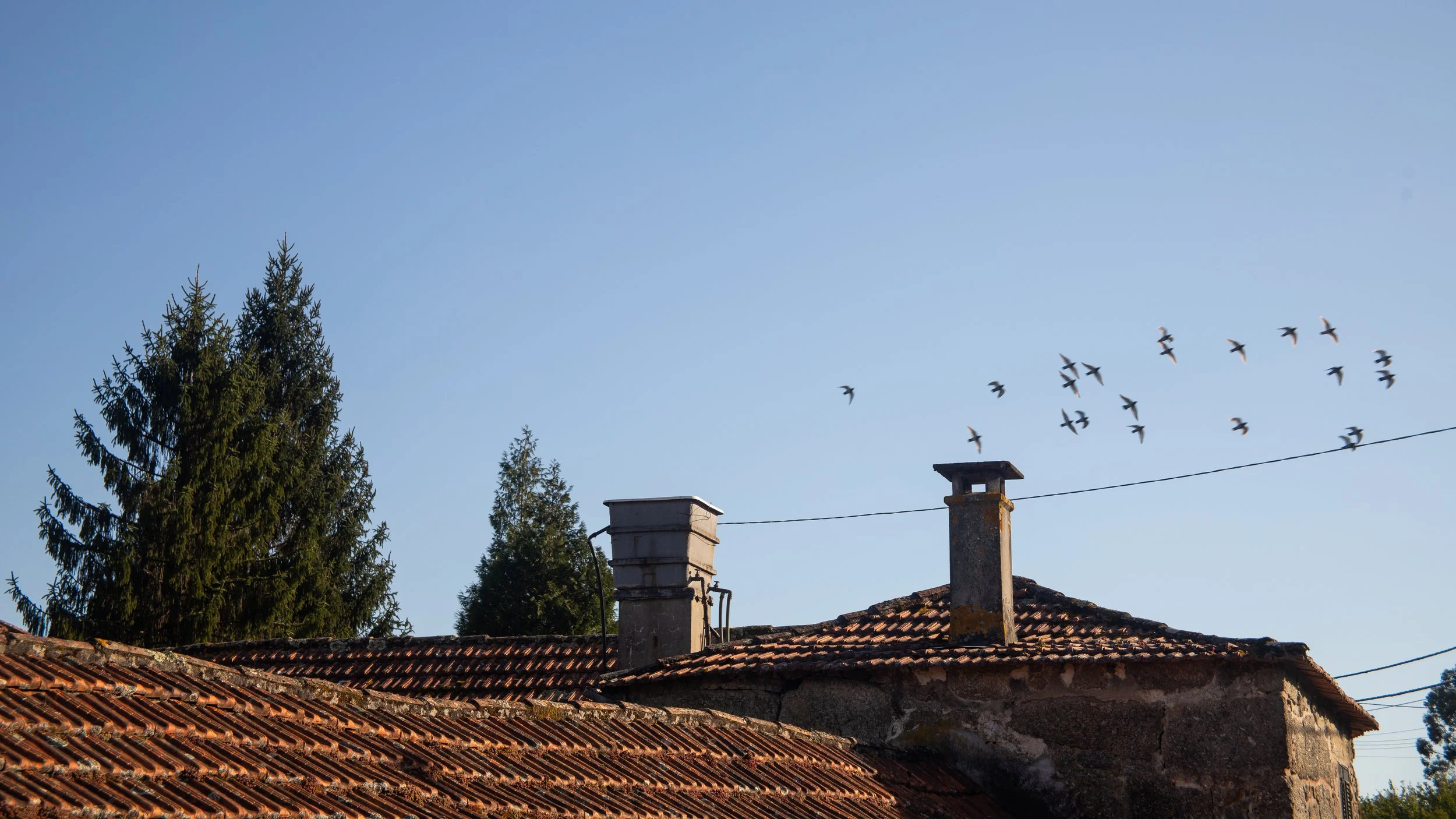 Chimneys and tiled roof of a rustic house with tall pine trees and a flock of birds flying in the sky.