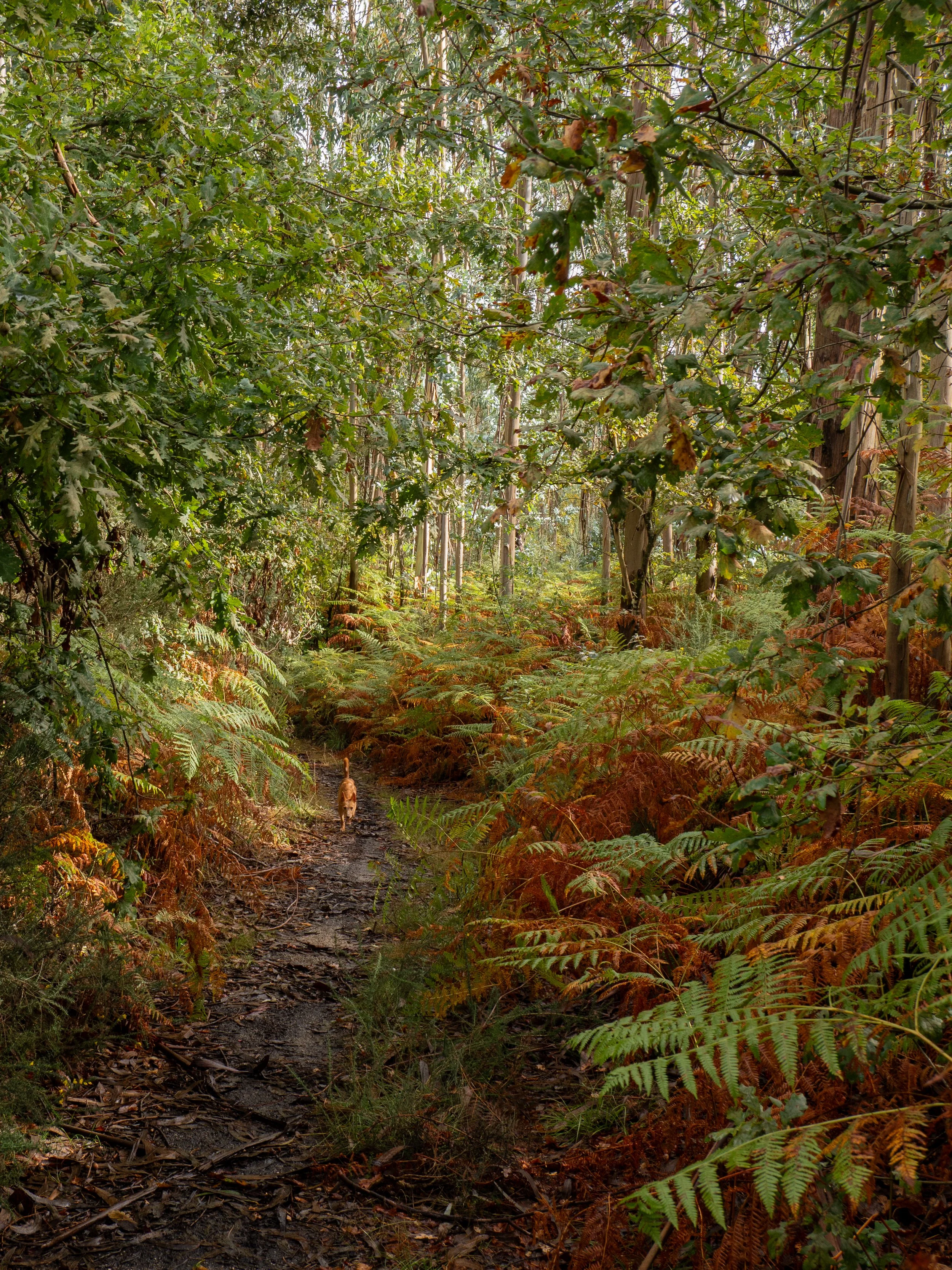 A narrow dirt trail winding through a dense forest with tall trees and lush green and brown foliage.