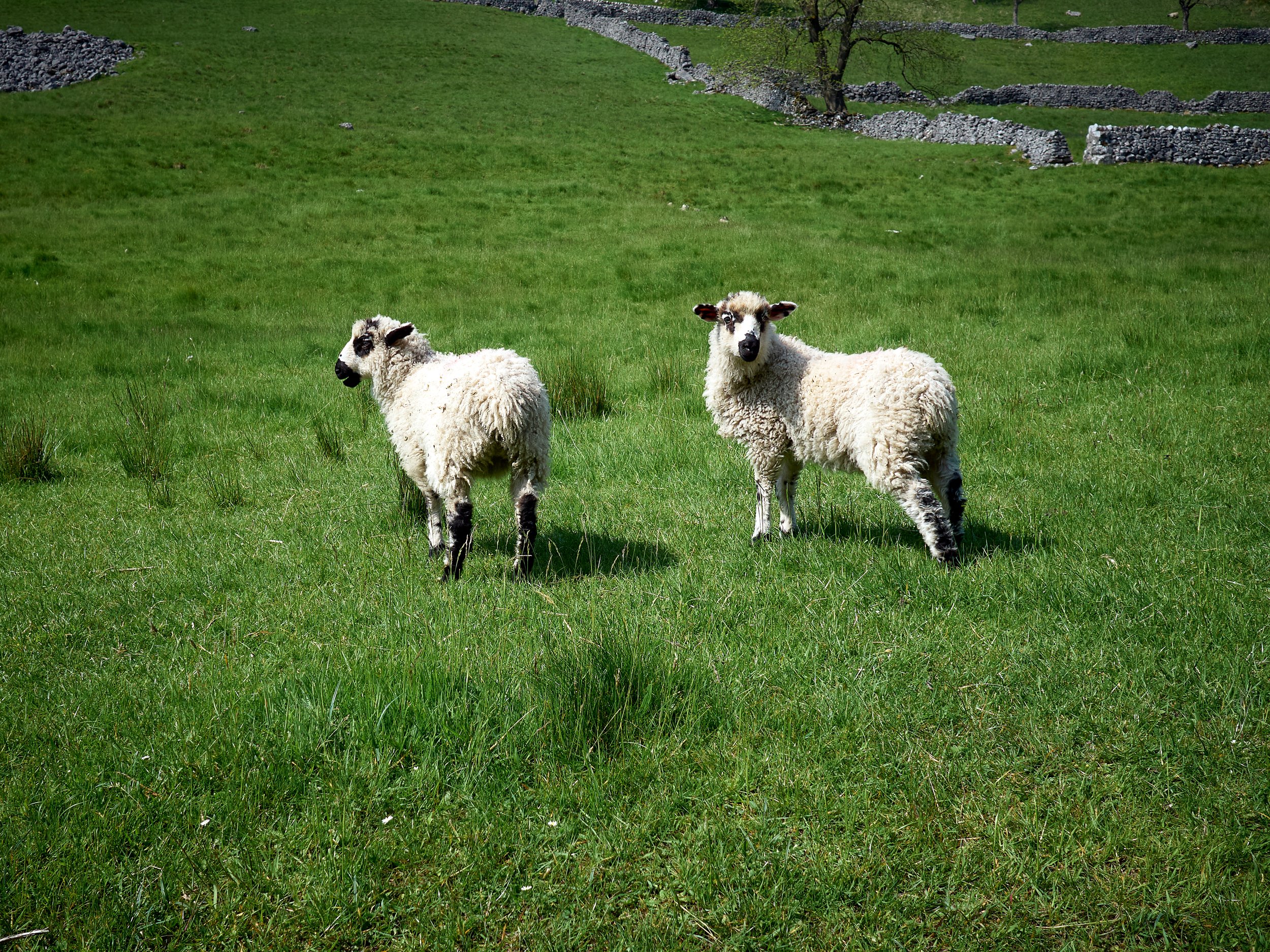 Derbyshire Sheep facing__P6050435.jpg