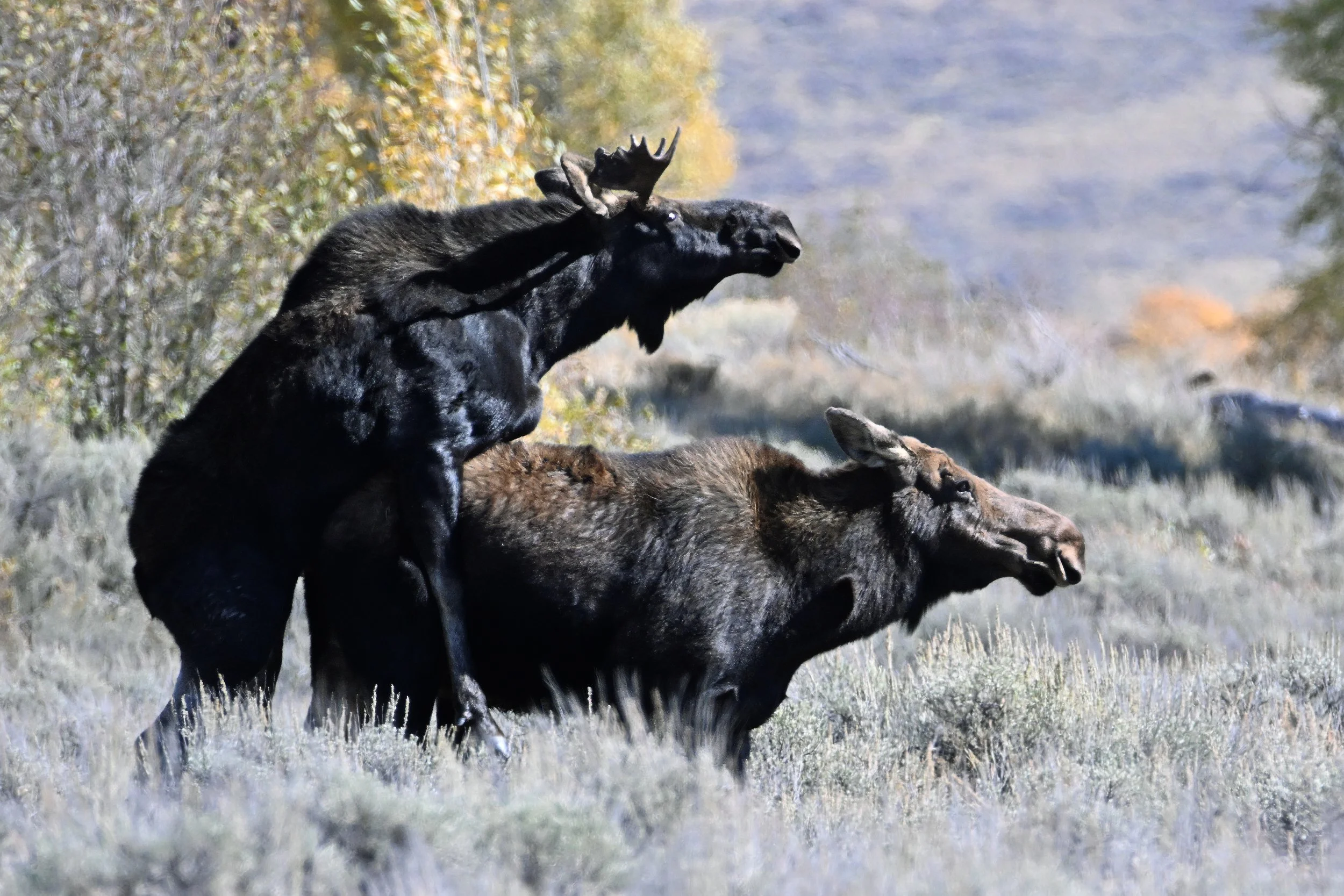 moose L05
