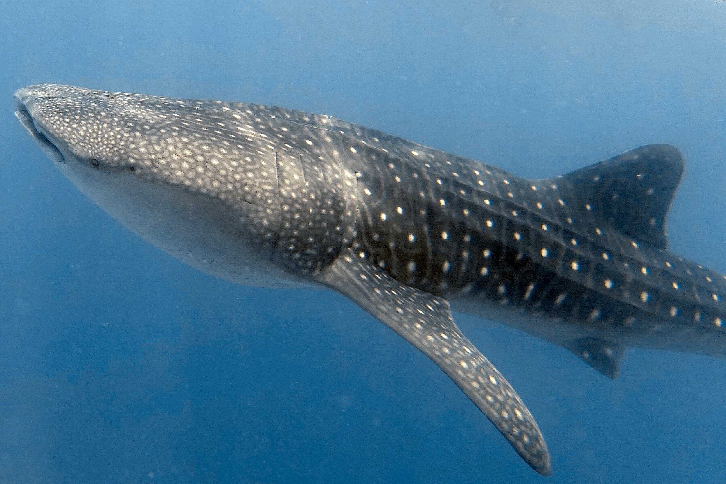 whale shark s18