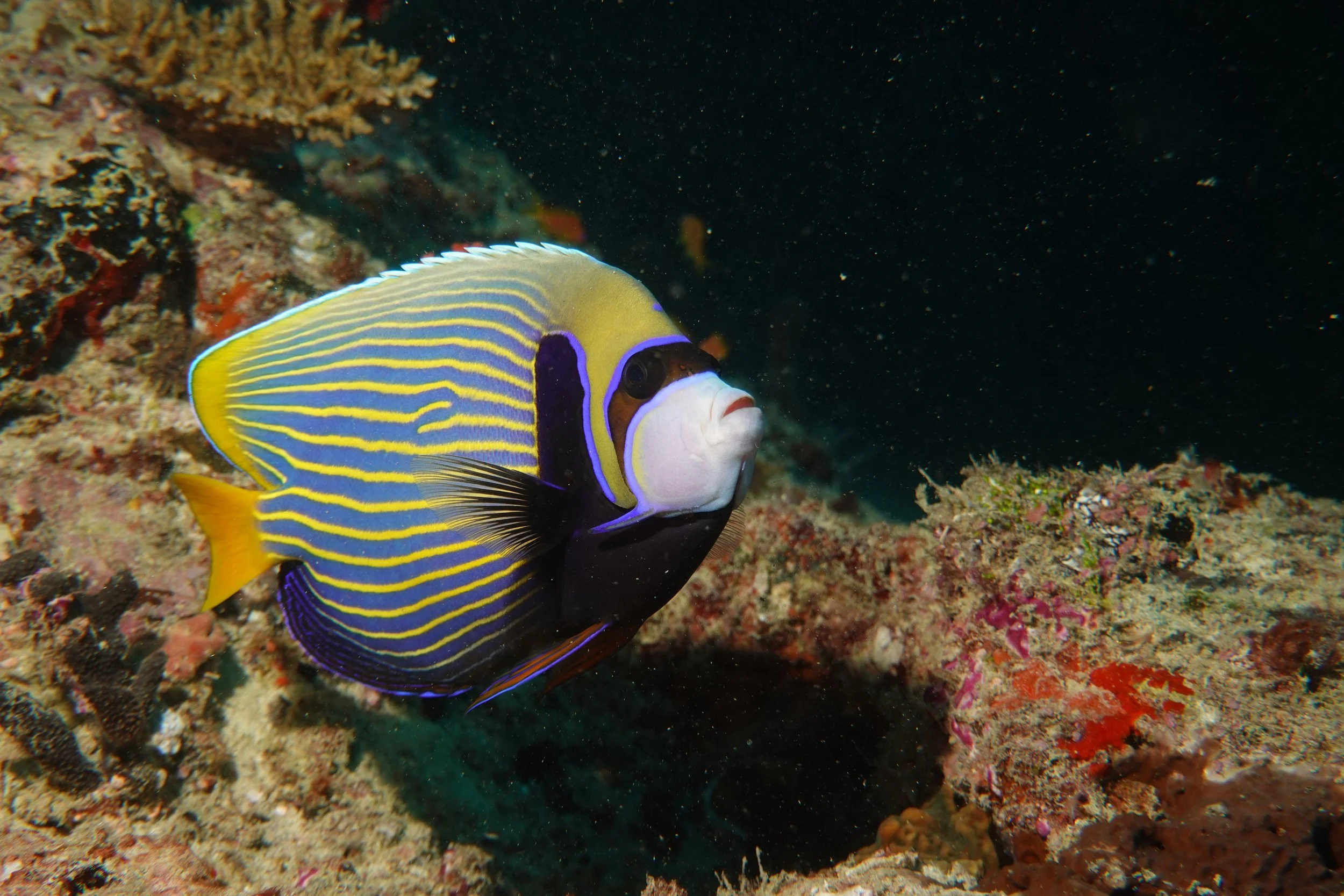 emperor angelfish s03
