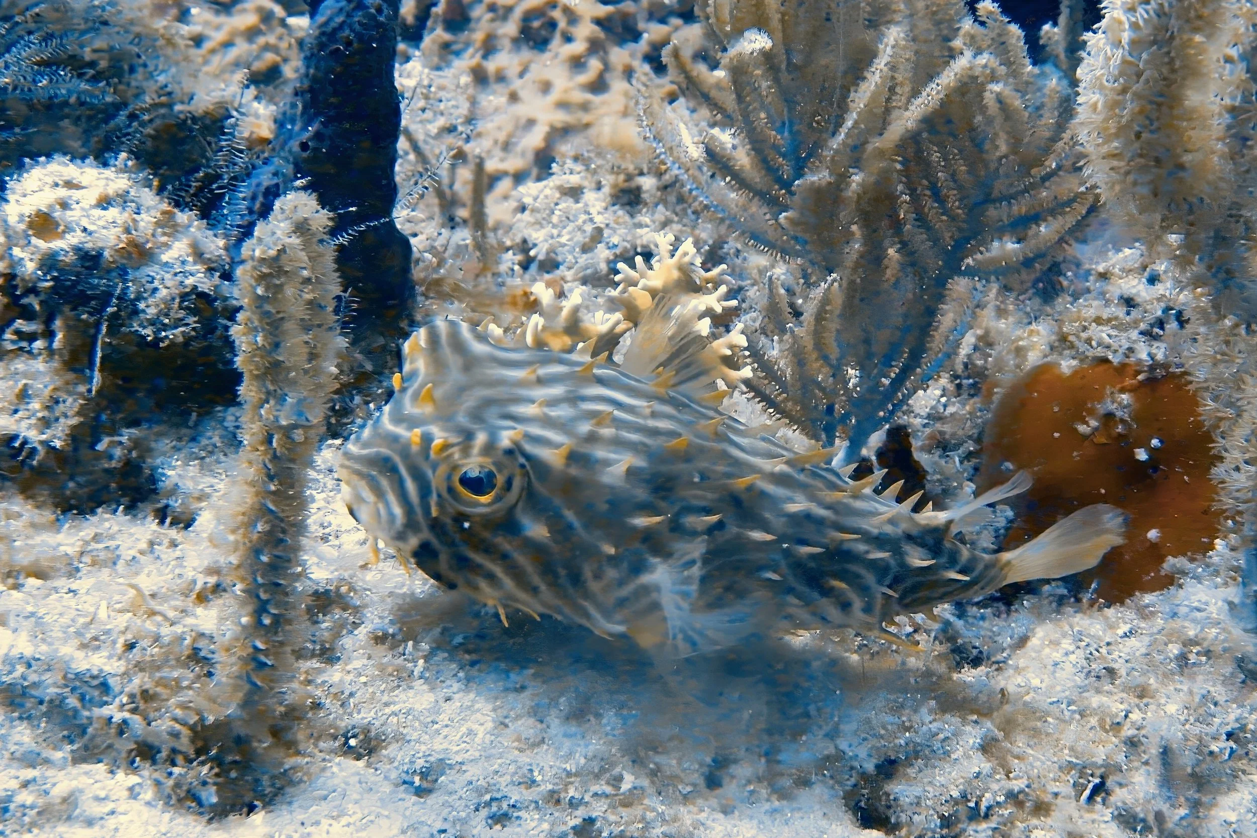 striped burrfish s09